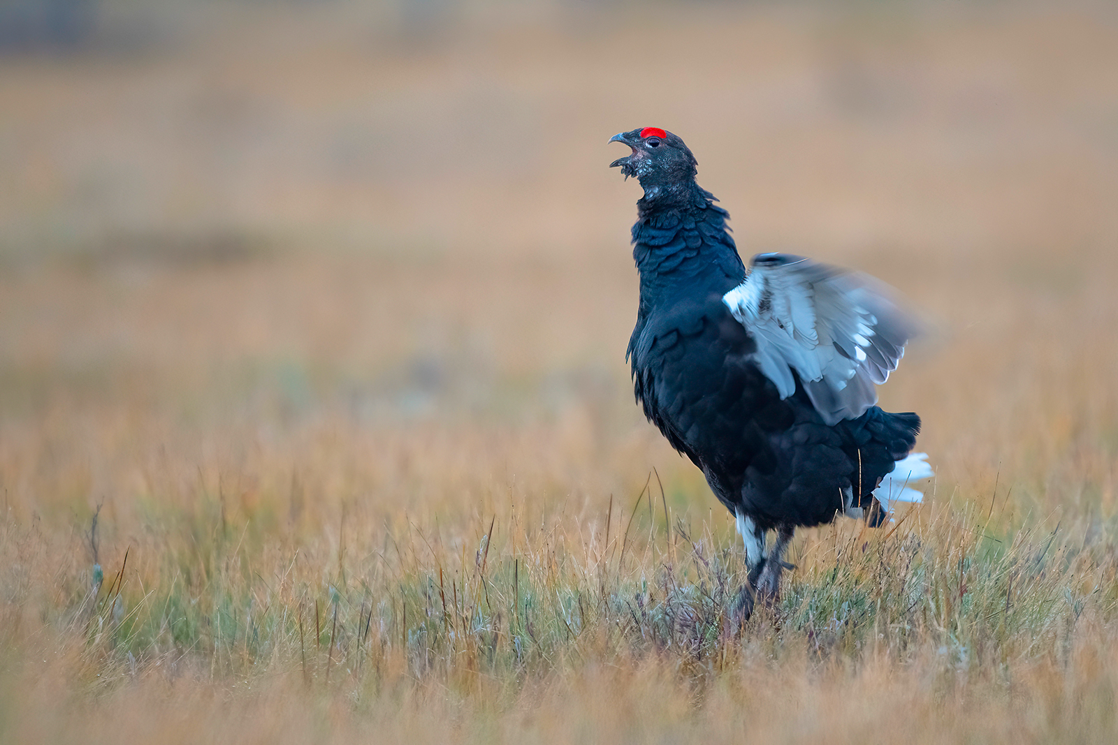 Il richiamo del Gallo forcello
