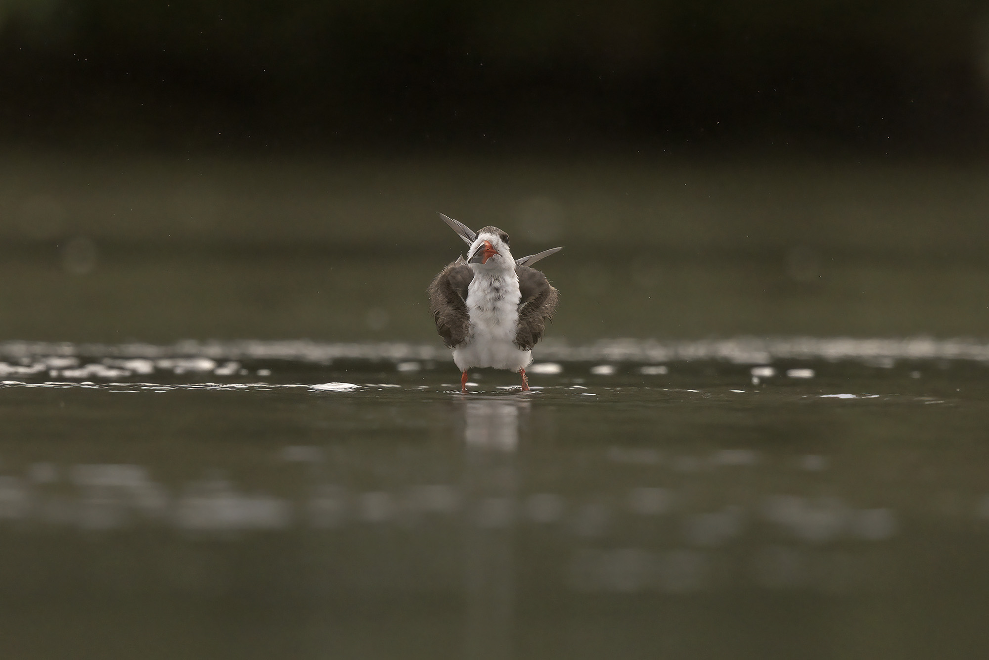 A Shears beak with hands in pockets