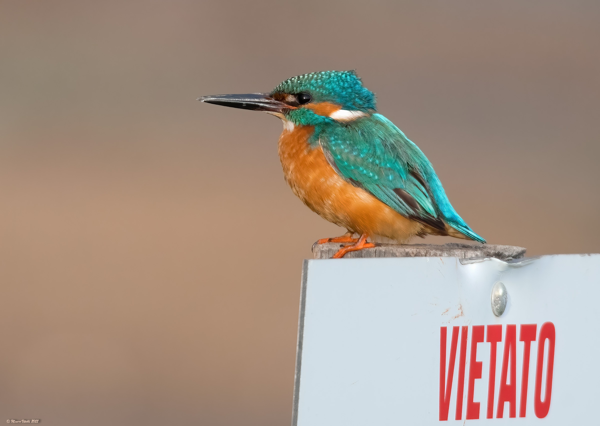 Kingfisher (Alcedo atthis)