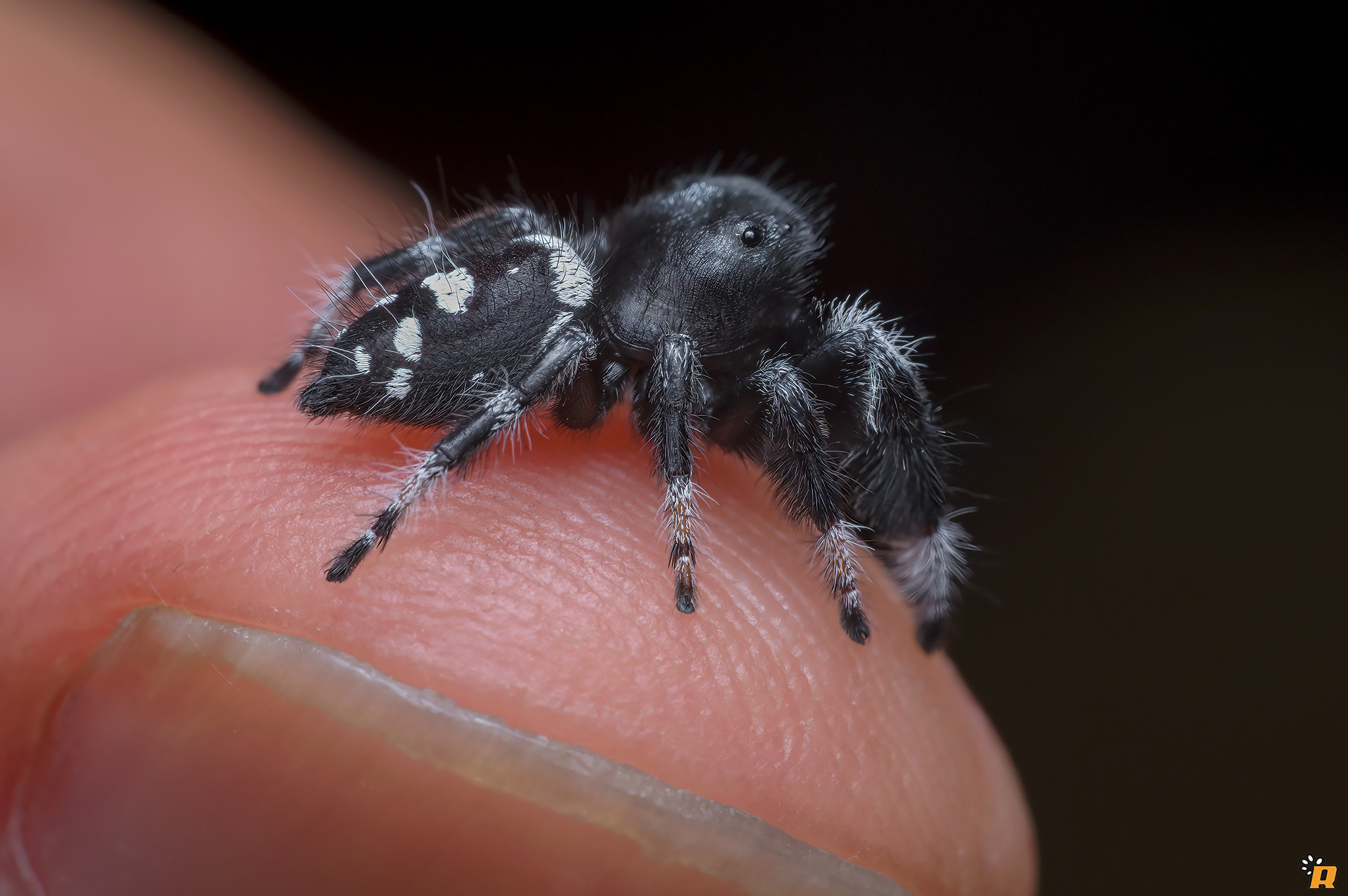 Phidippus regius on the finger