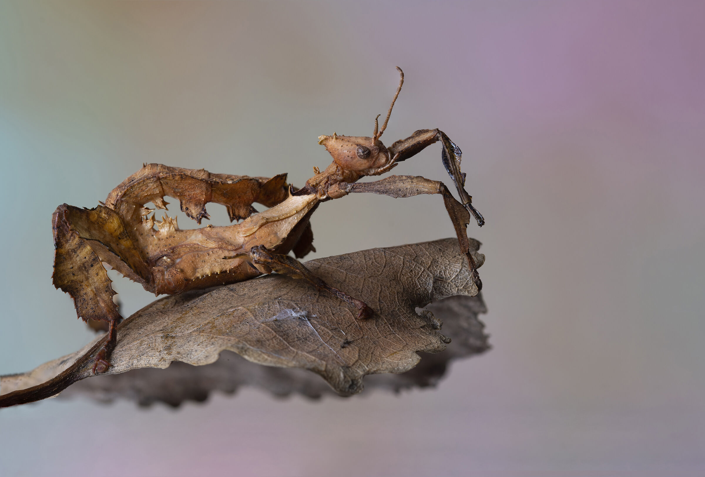Leaf insect