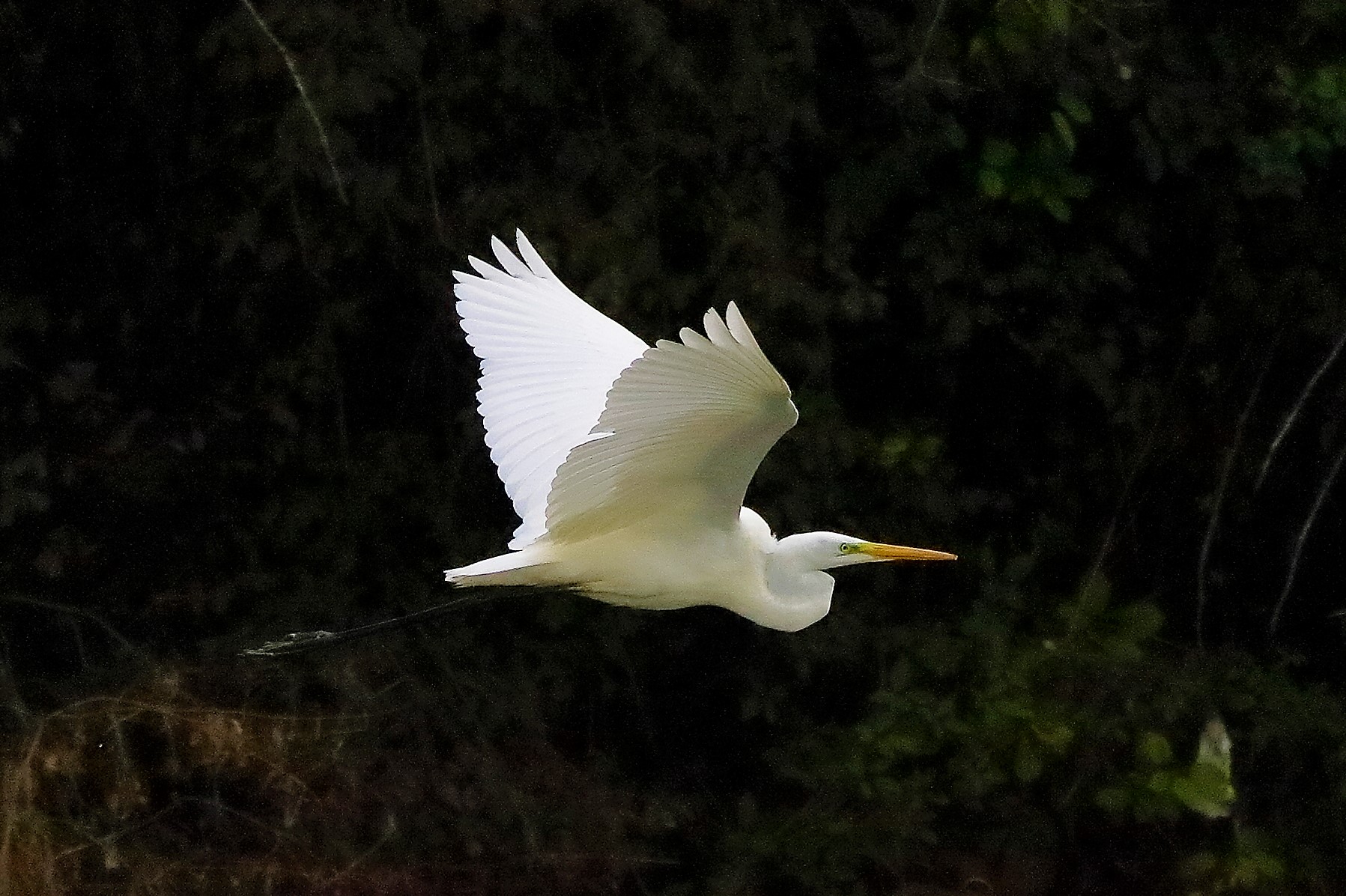 Airone BM 16 novembre 2022