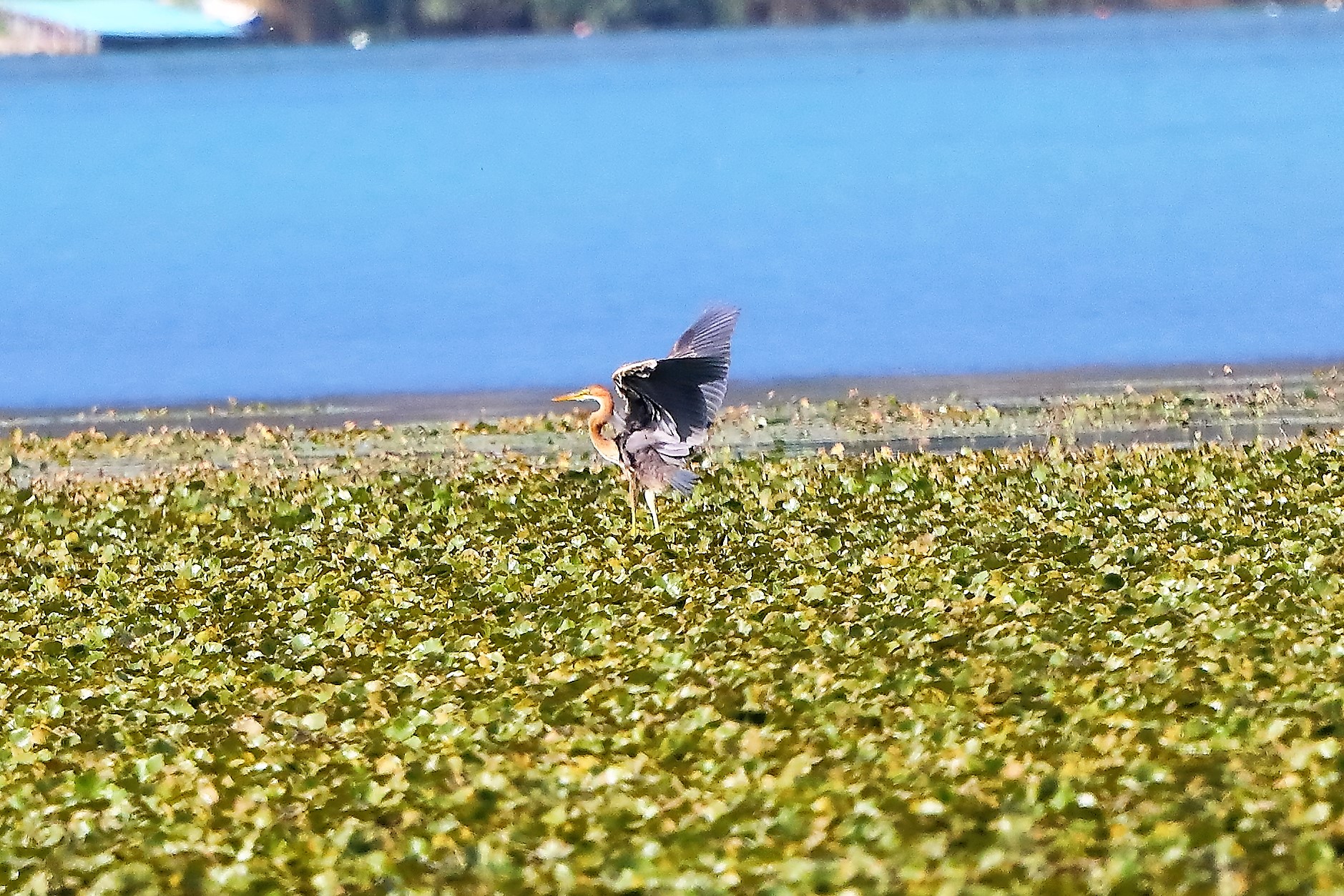 Airone rosso 27-08-2022