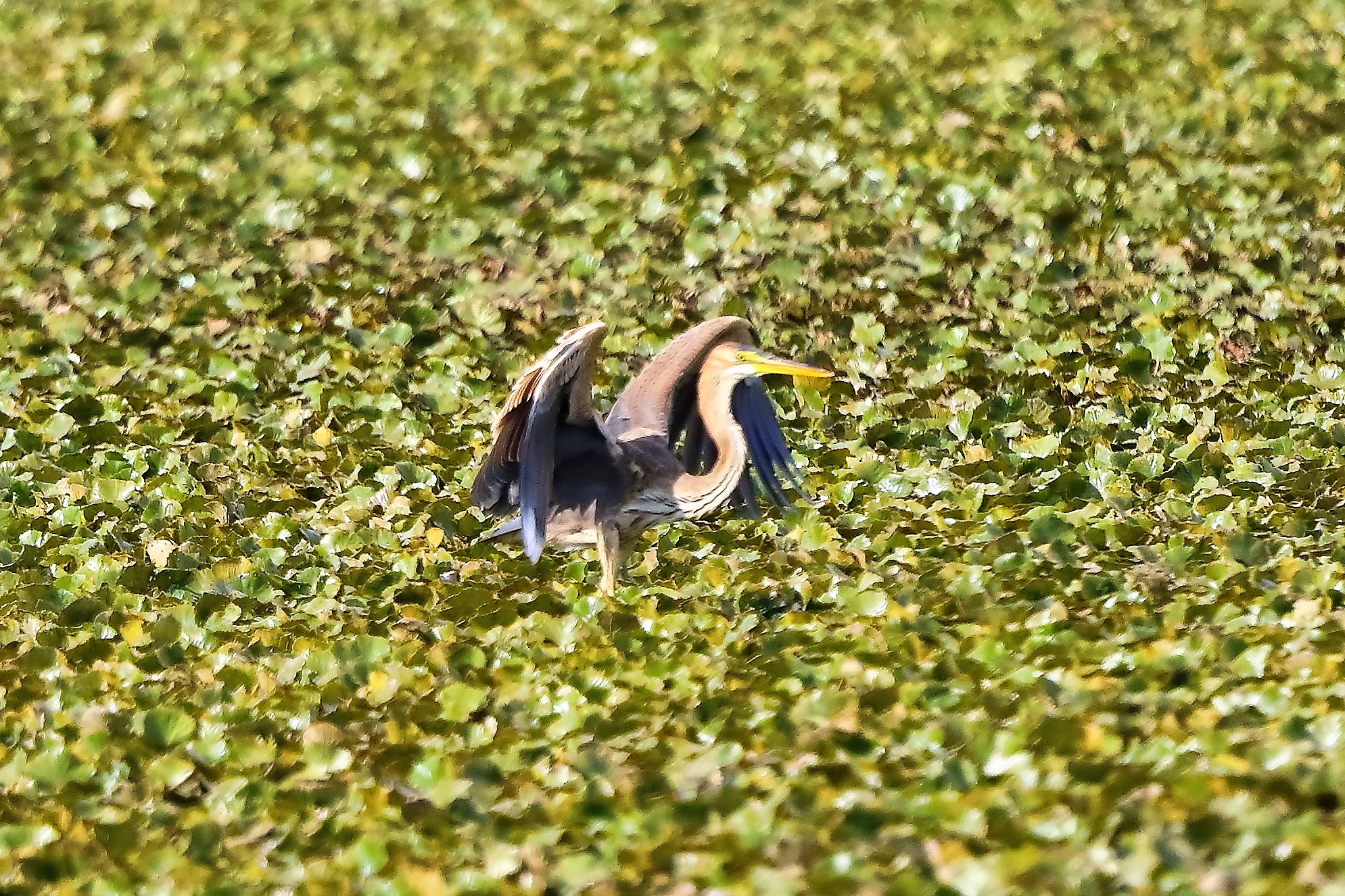 Airone rosso 27-08-2022