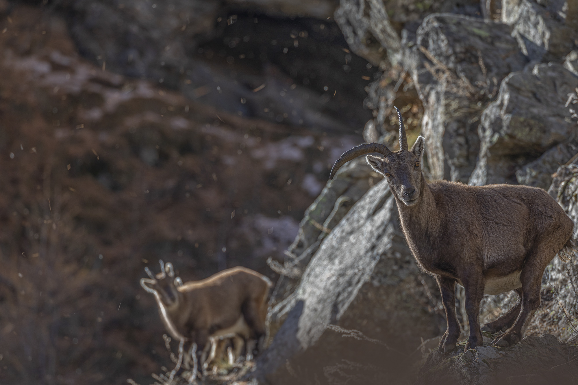 old (female) Alpine ibex malformation