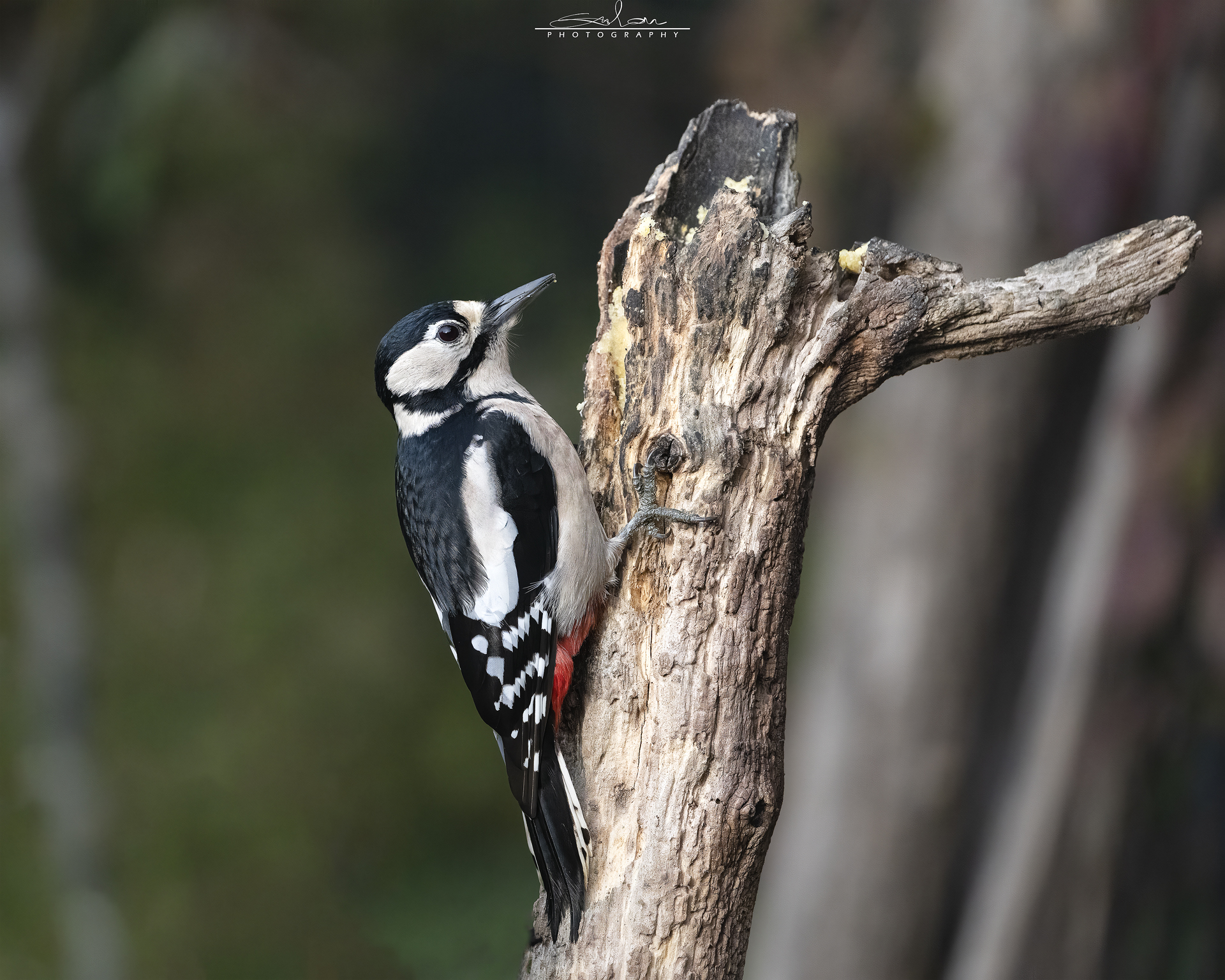 Spotted woodpecker