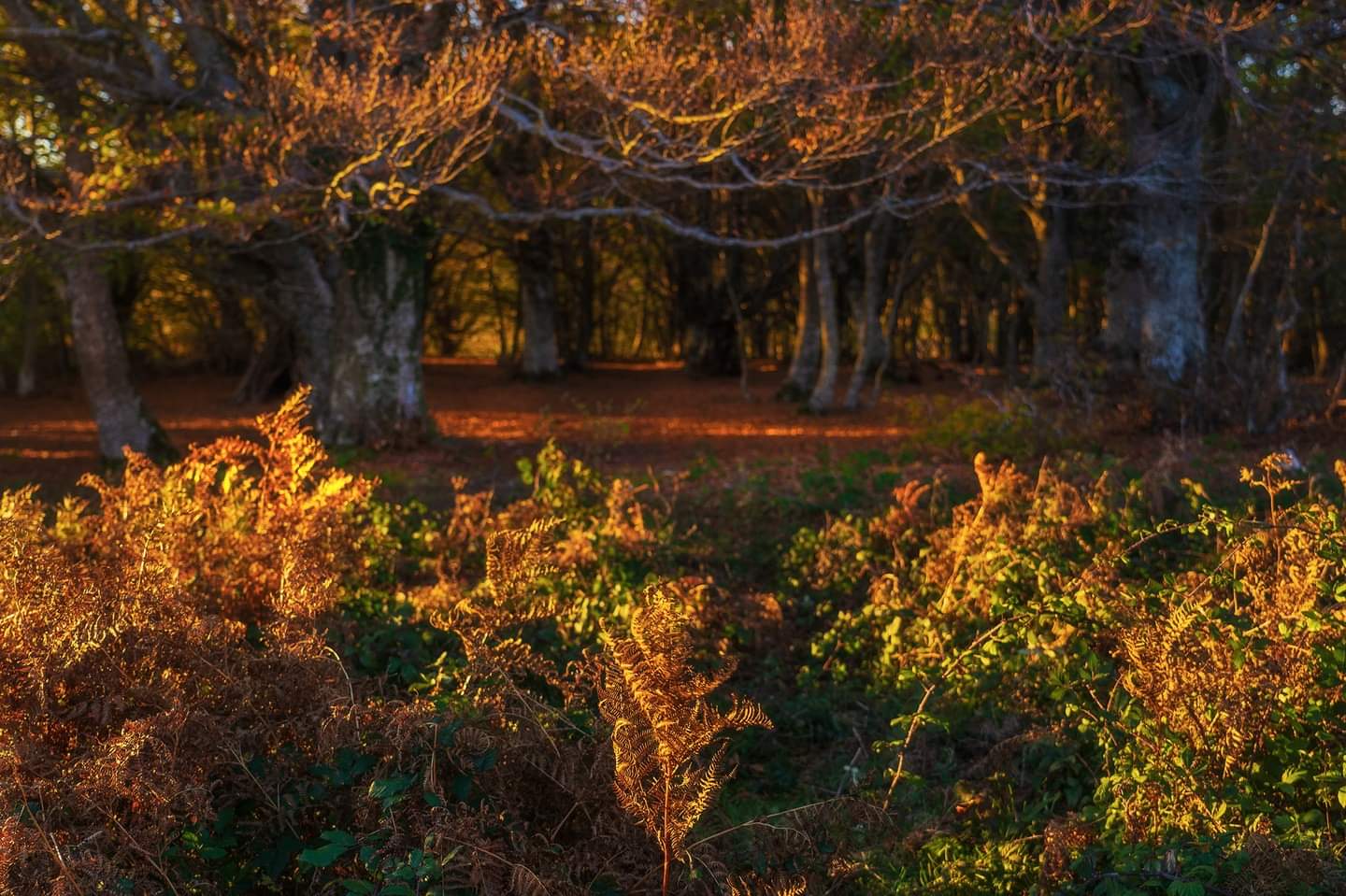 I colori del bosco