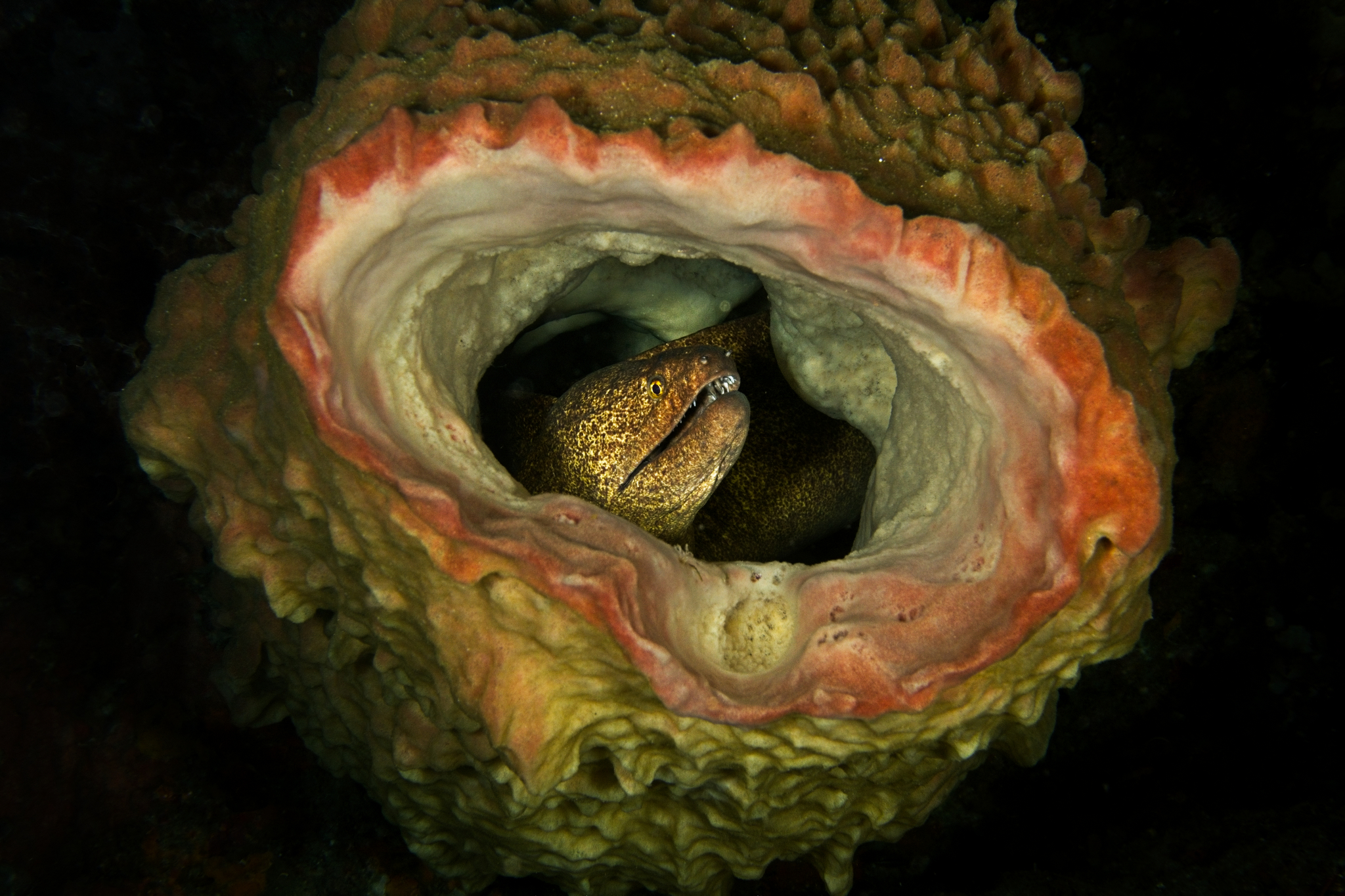 Uropterygius marmoratus