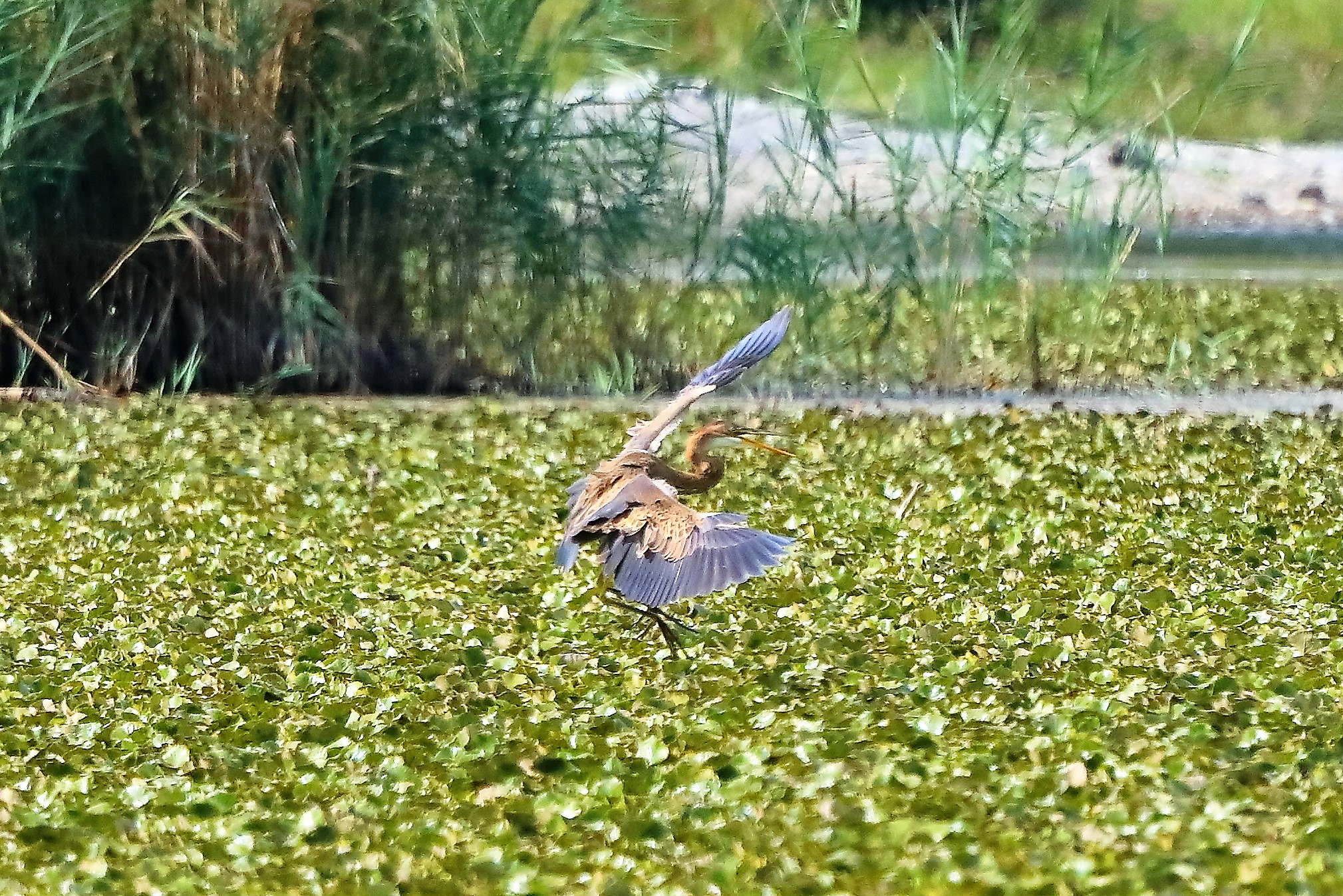 Airone rosso 27-08-2022