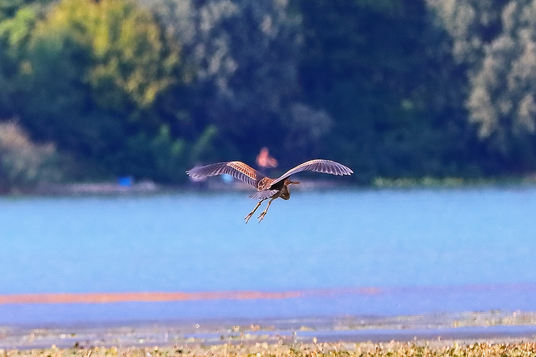 Airone rosso 27-08-2022