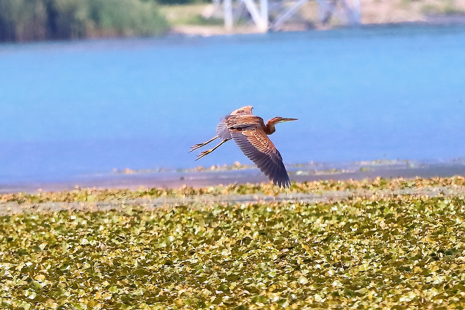 Airone rosso 27-08-2022