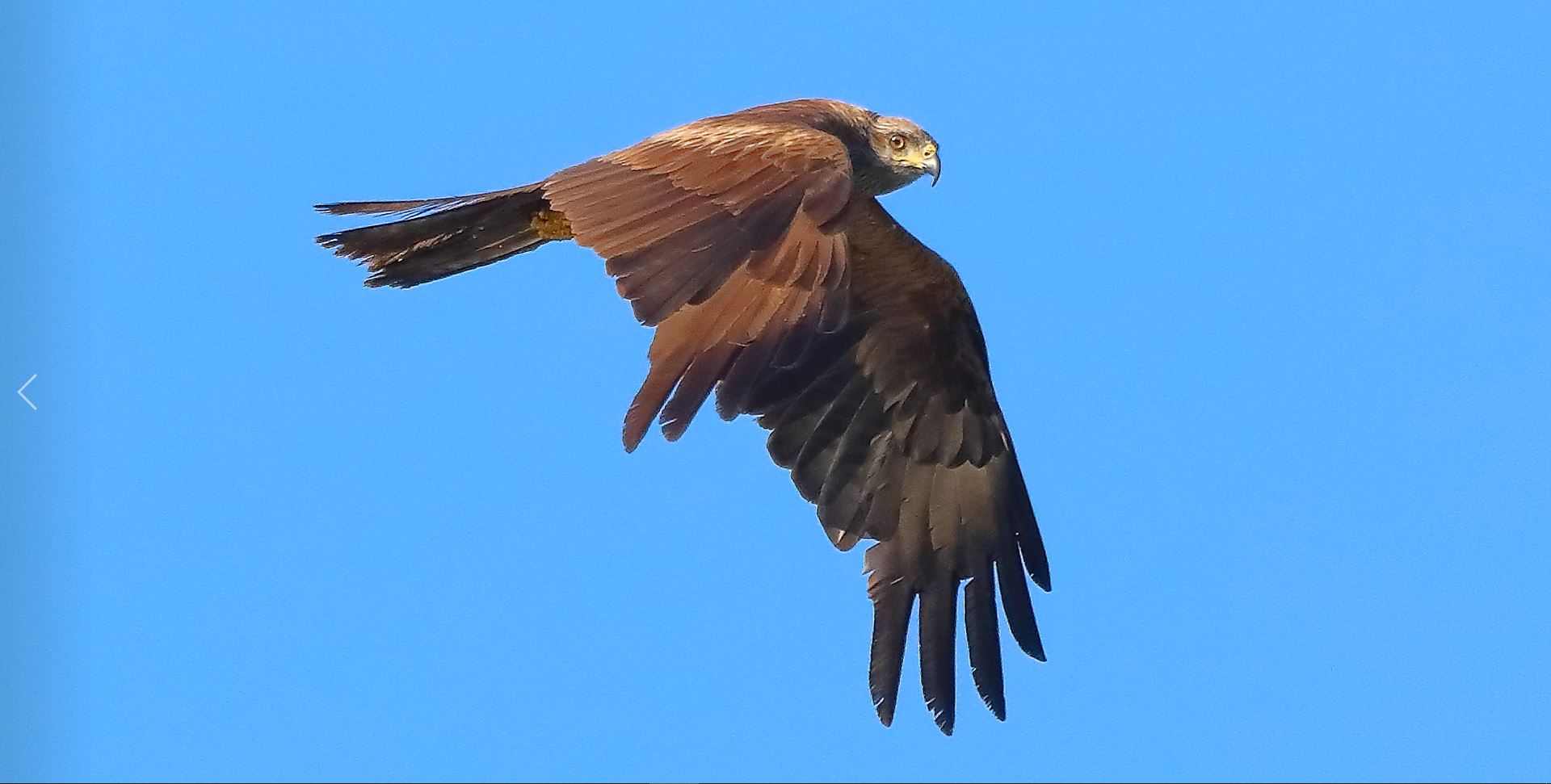 Nibbio bruno 08-08-2022 Dim max Eff