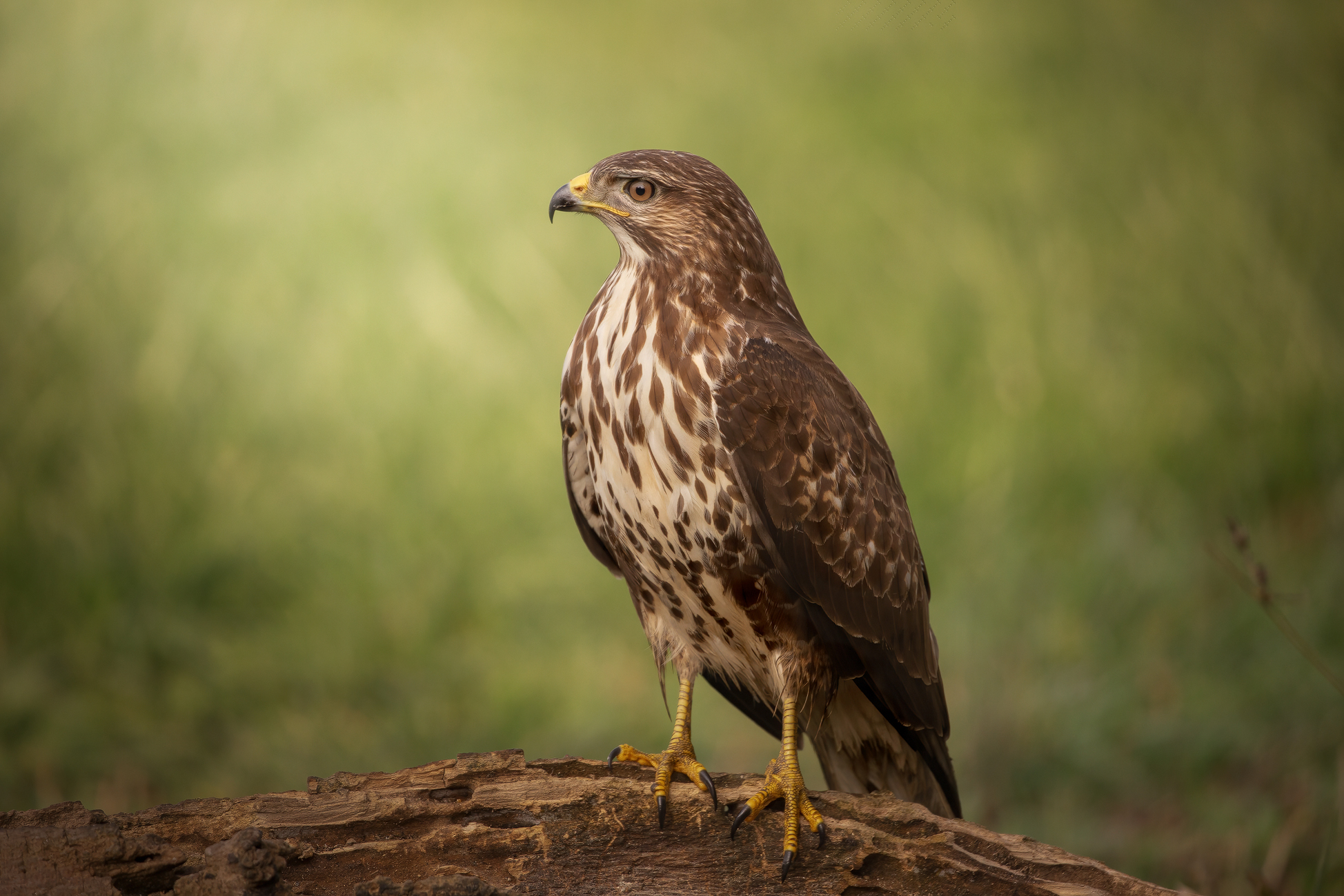 Buzzard