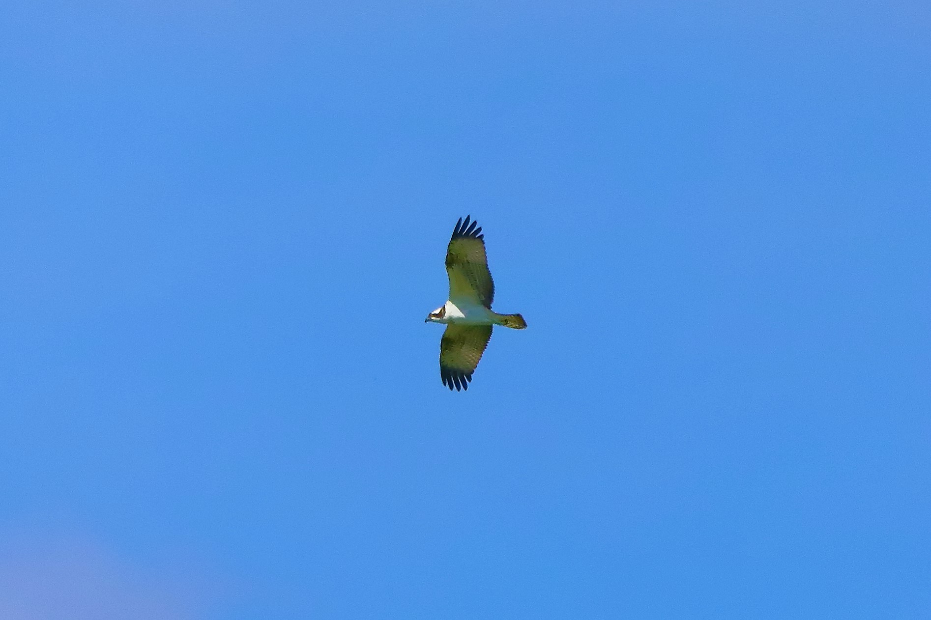 Falco pescatore 02-09-2022