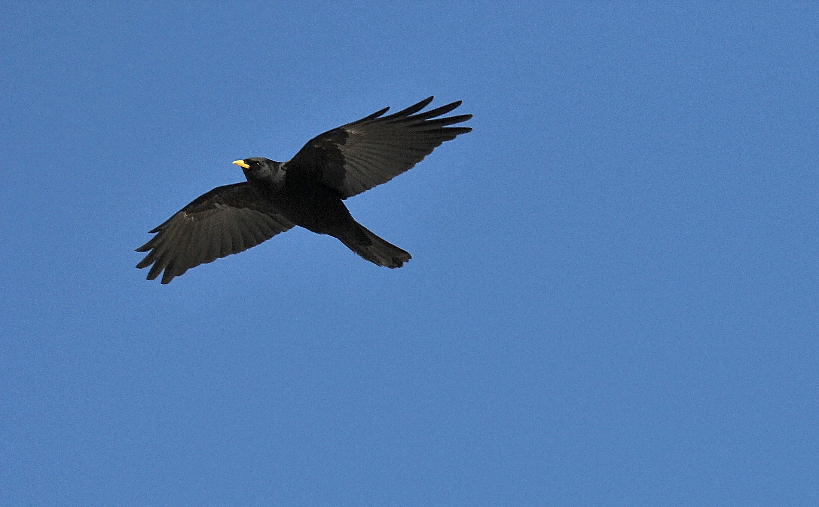Alpine Chough