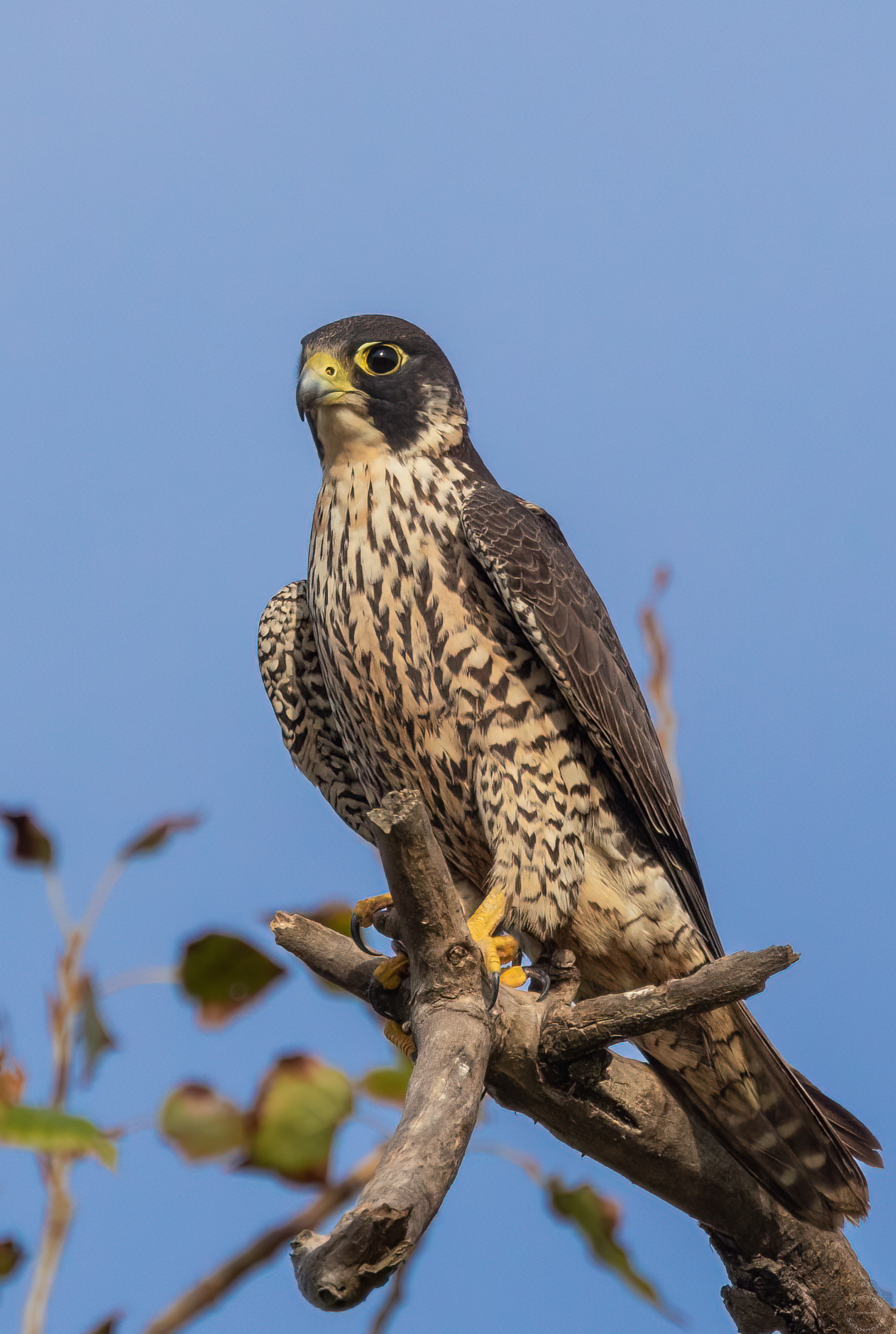 Peregrine