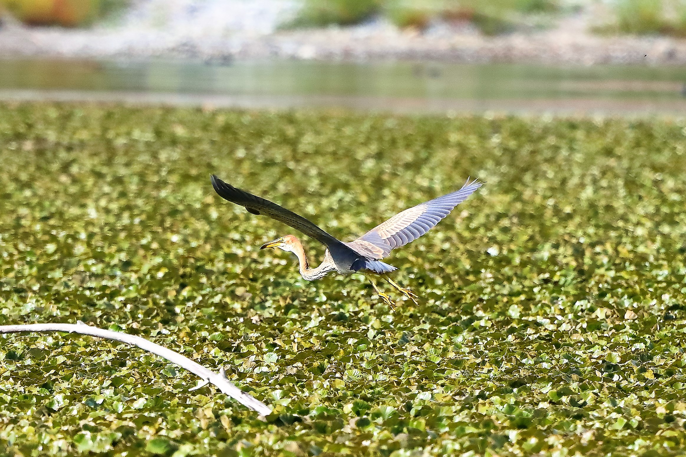 Airone rosso 27-08-2022