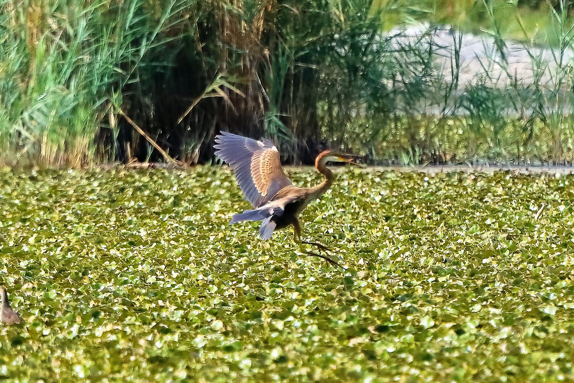 Airone rosso 27-08-2022