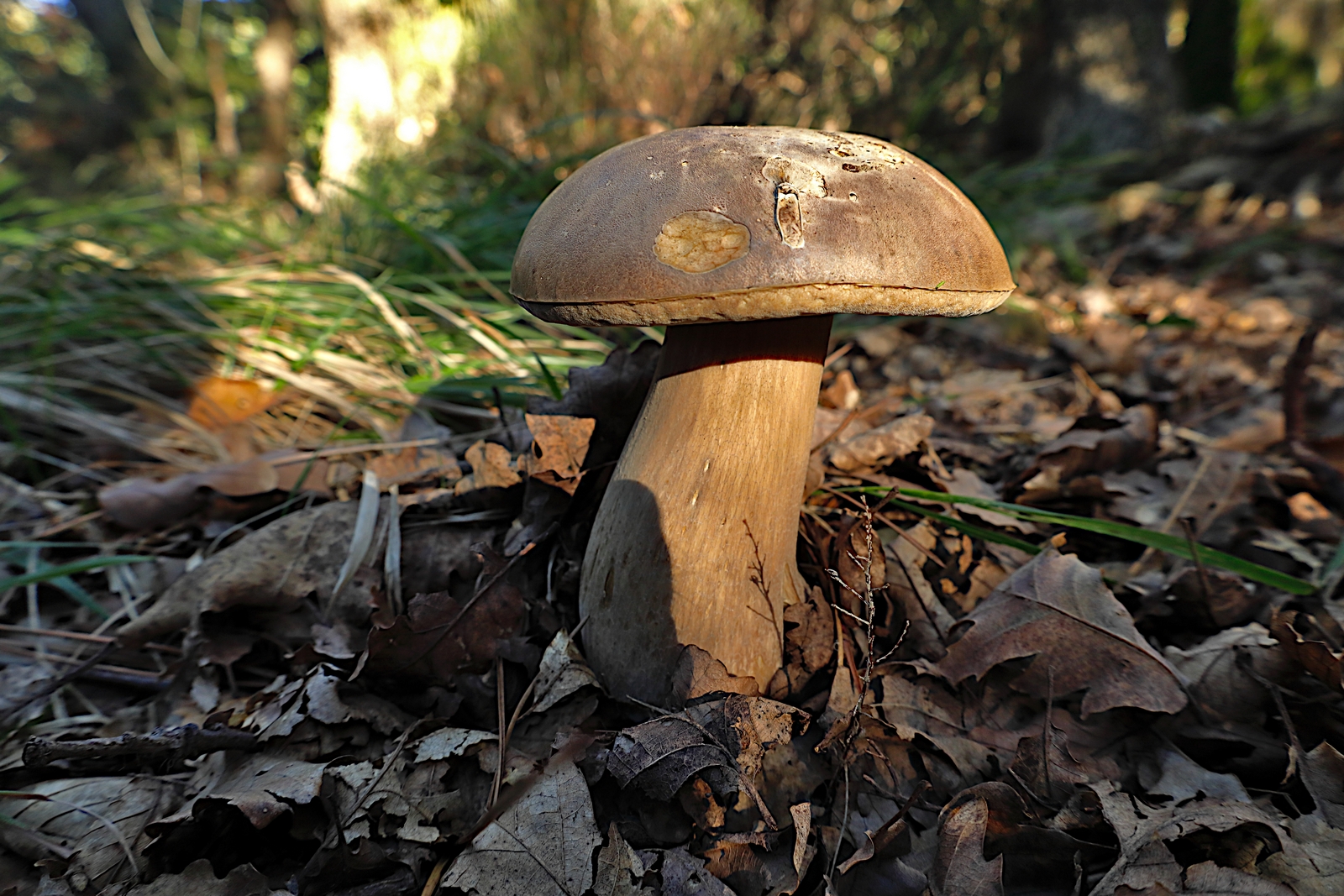 Boletus edulis