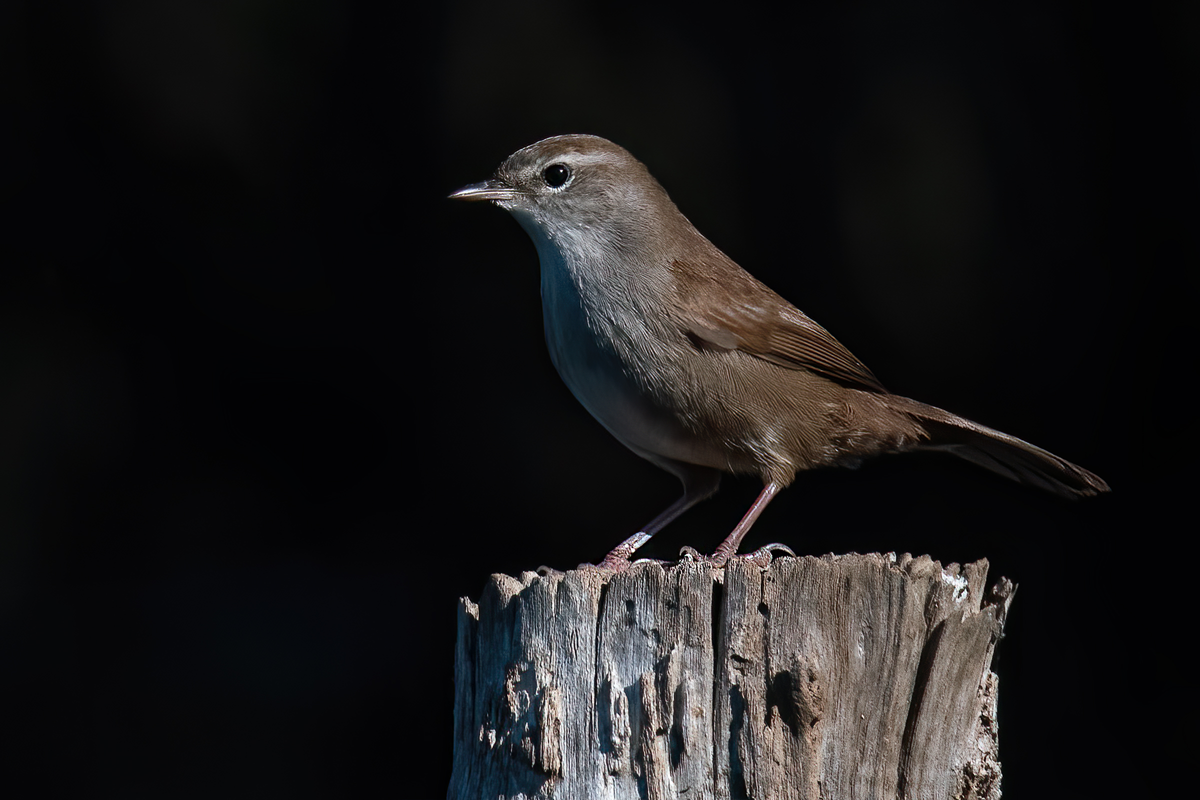 Usignolo di fiume(Cettia cetti)