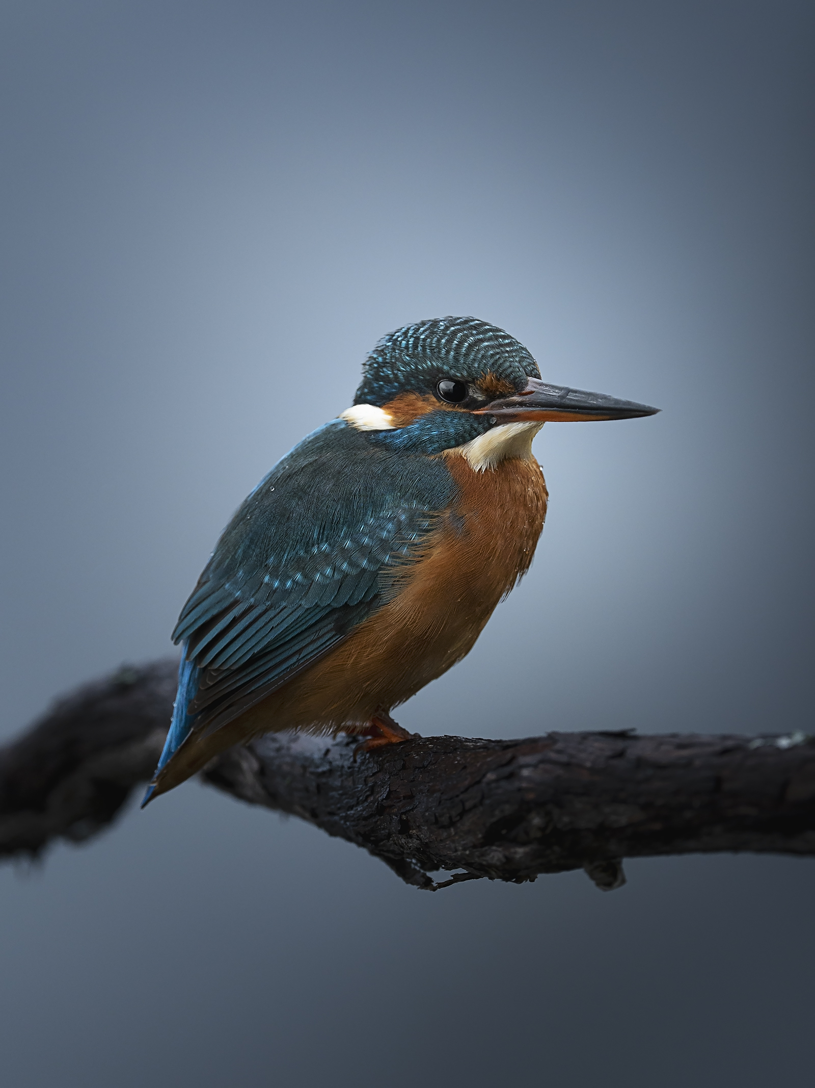 Kingfisher