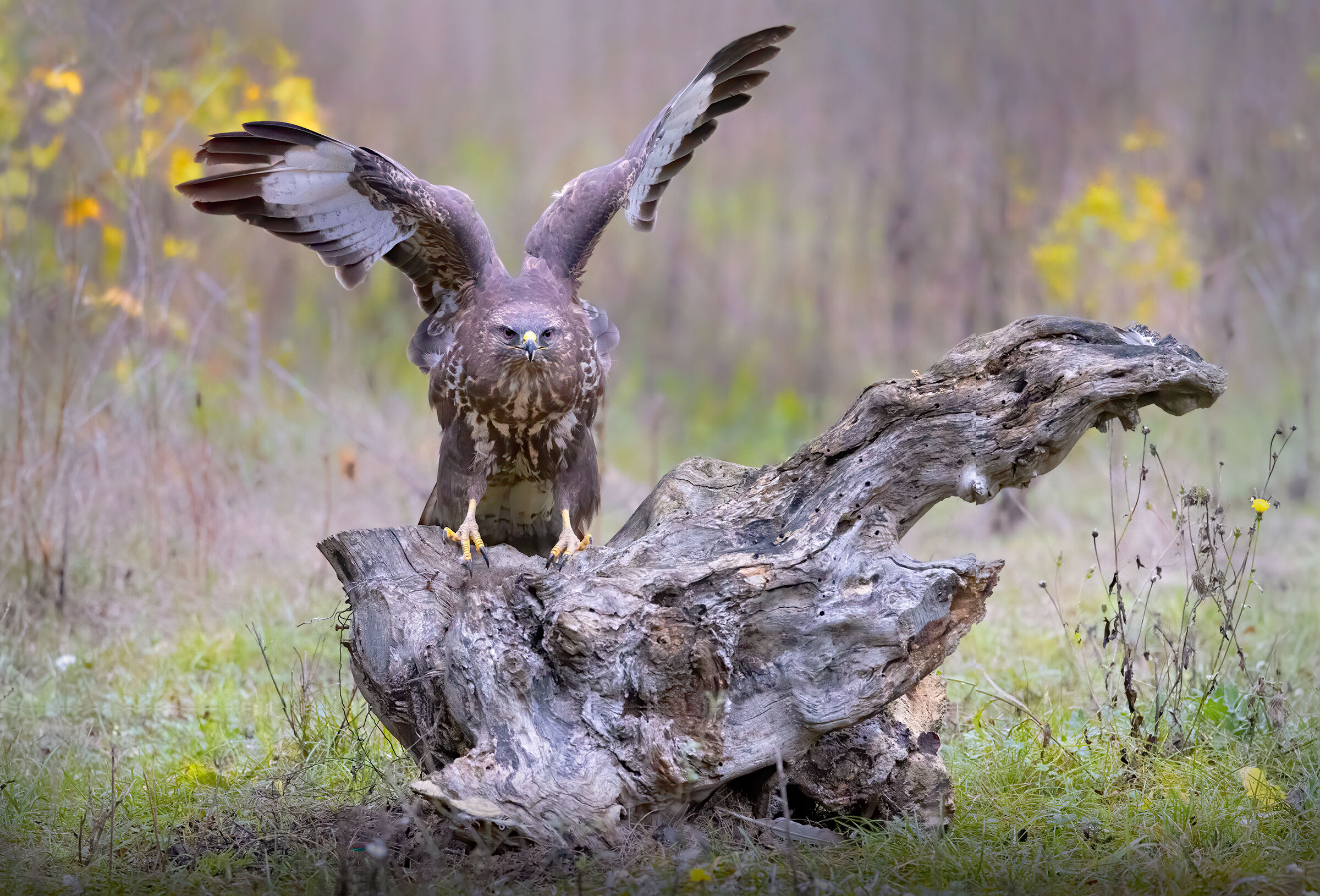 Poiana (Buteo buteo) - Incontro di sguardi