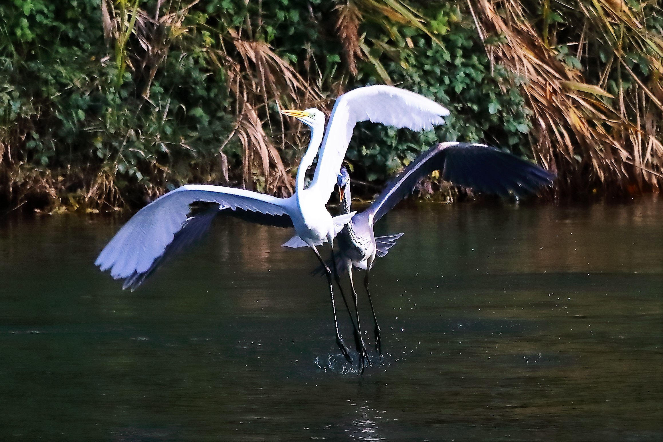 Aironi novembre 2022