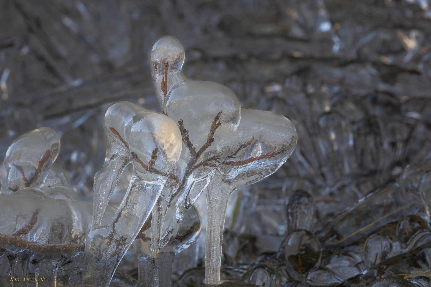 Vegetazione ghiacciata