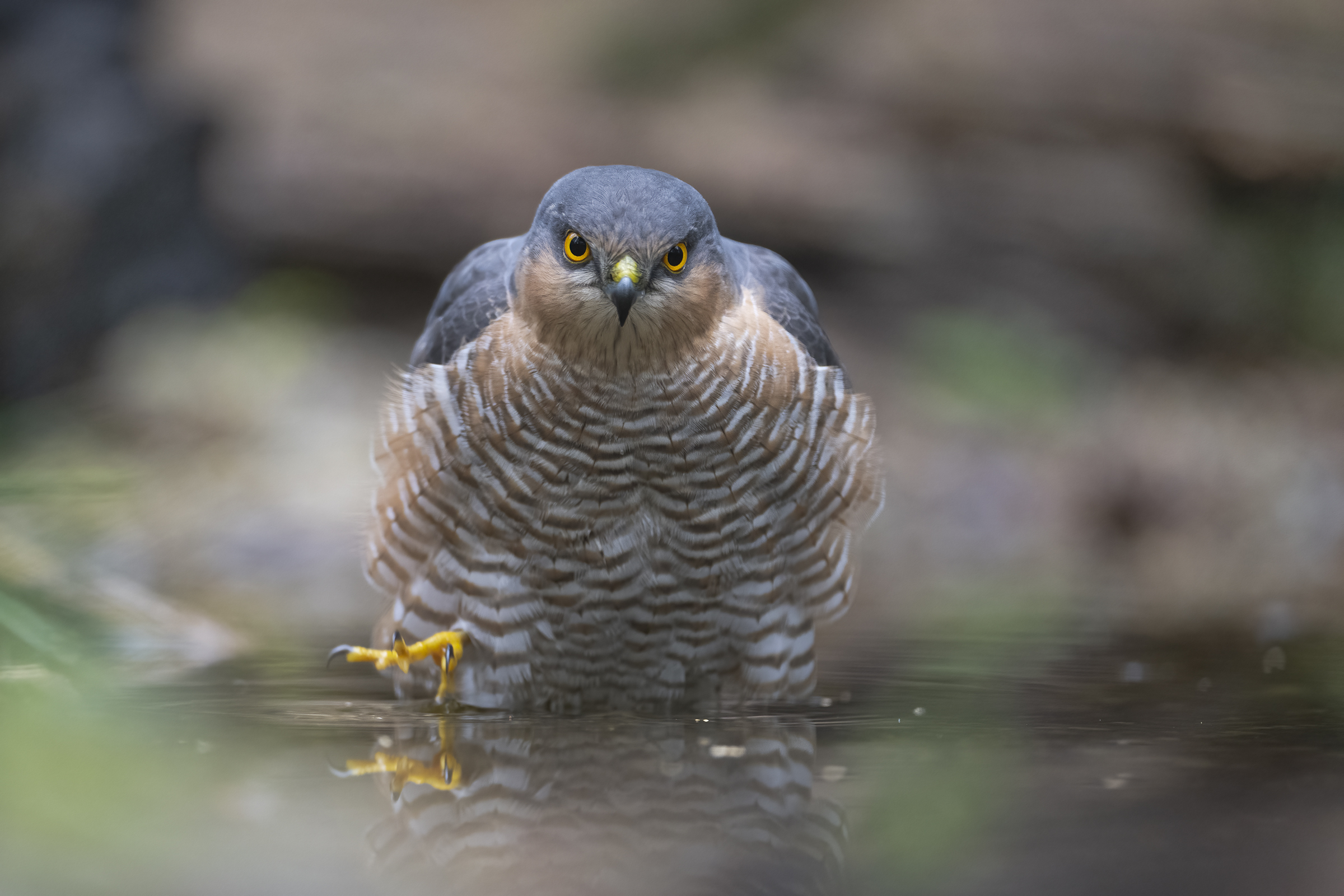 Sparrowhawk's eyes (Accipiter nisus)