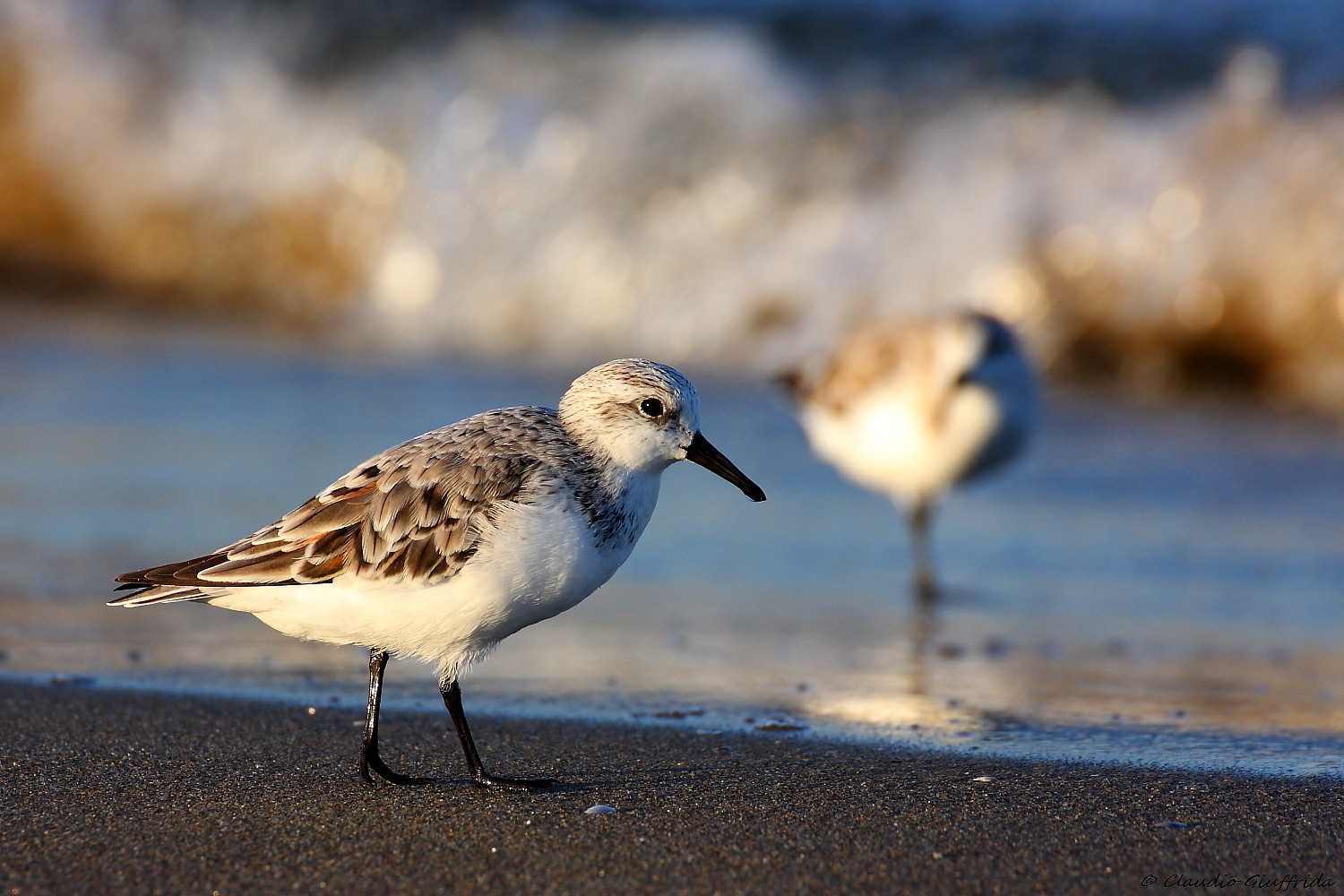 Calidris alba
