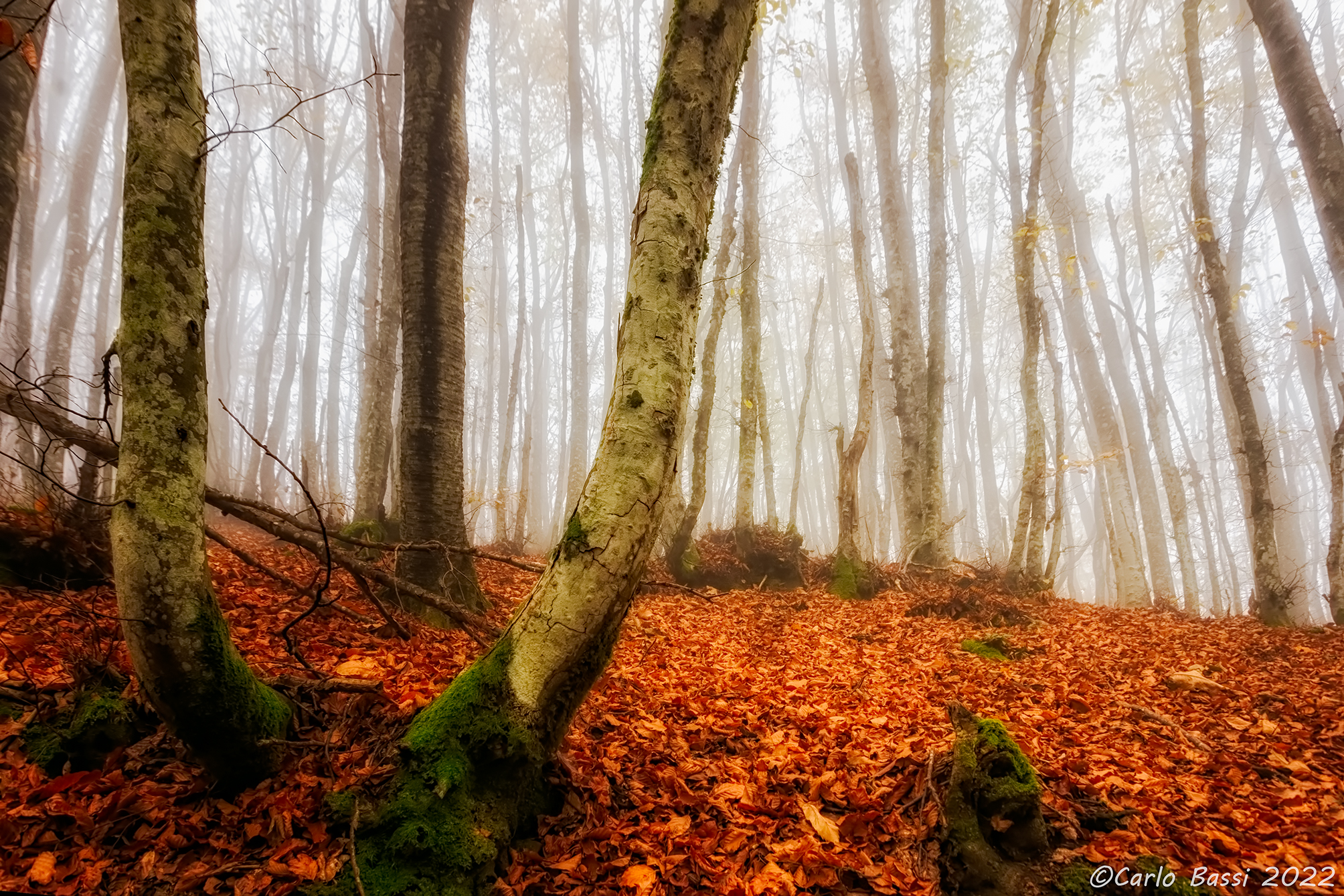 Un tappeto di foglie