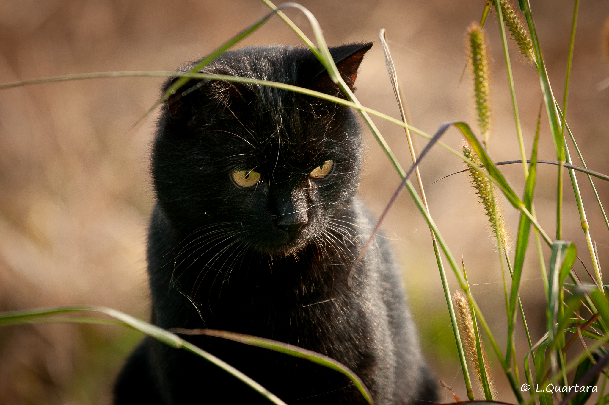 gatto di campagna