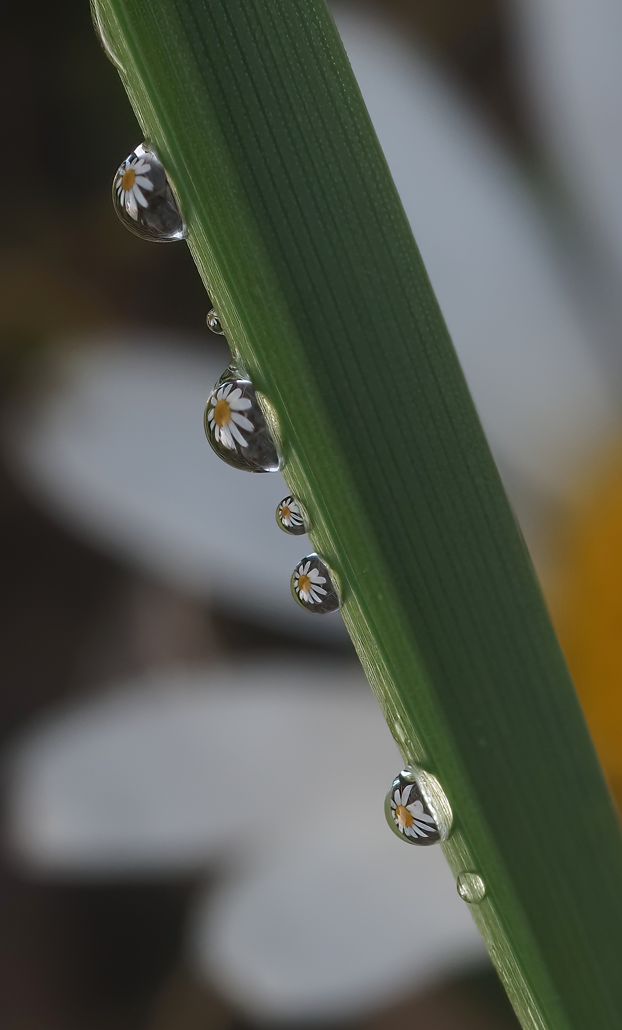 Pearl stem