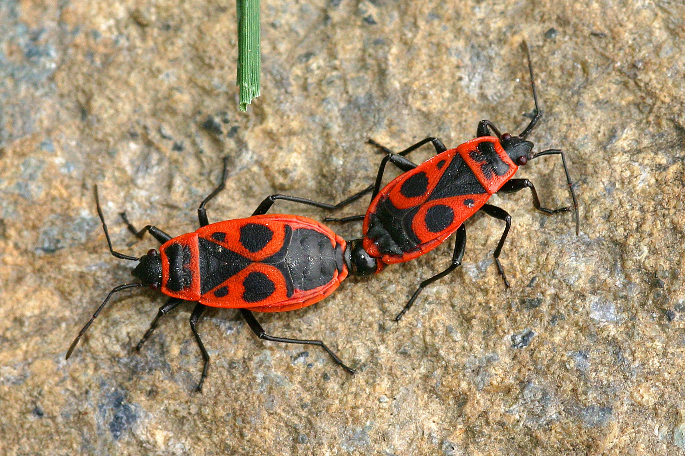 Phyrrocoris apterus in accoppiamento