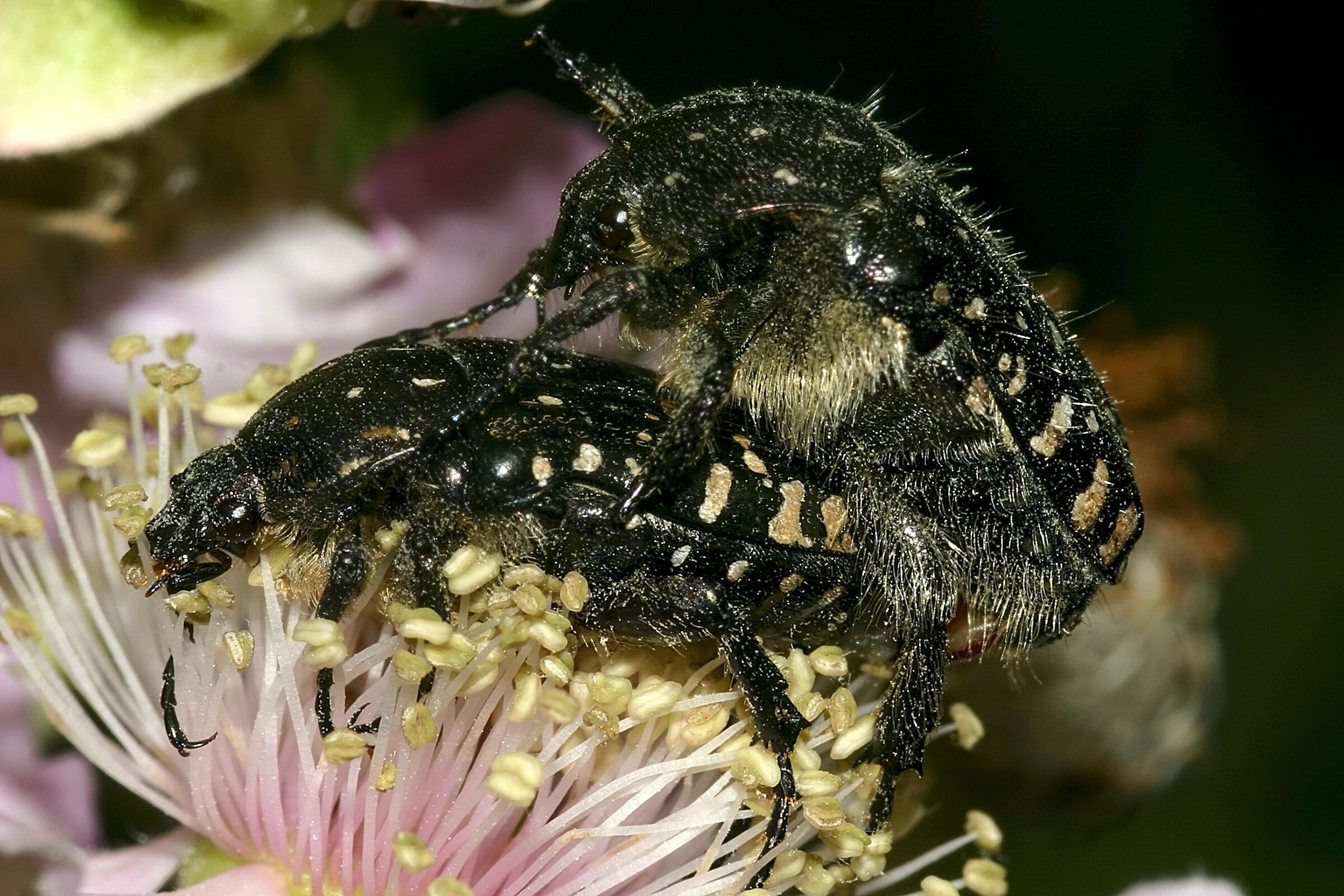 Oxythyrea funesta in accoppiamento
