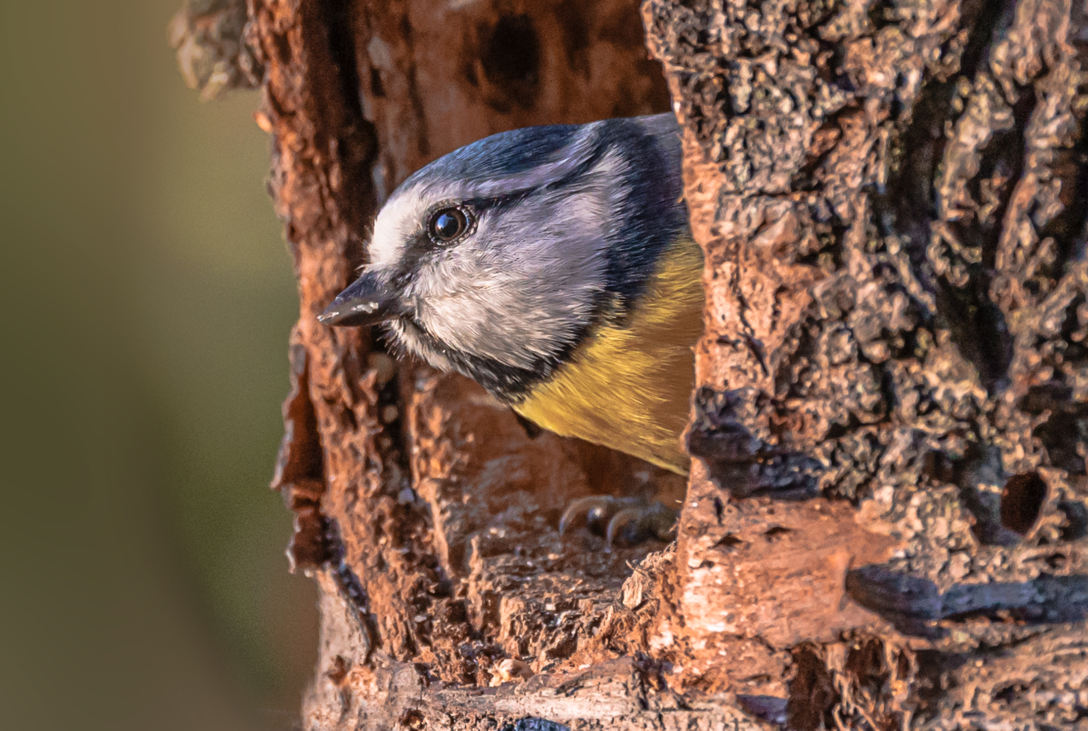 La cinciarella si affaccia