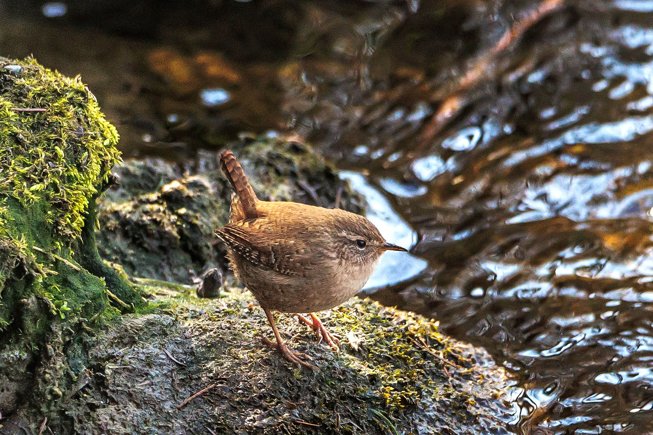 Wren