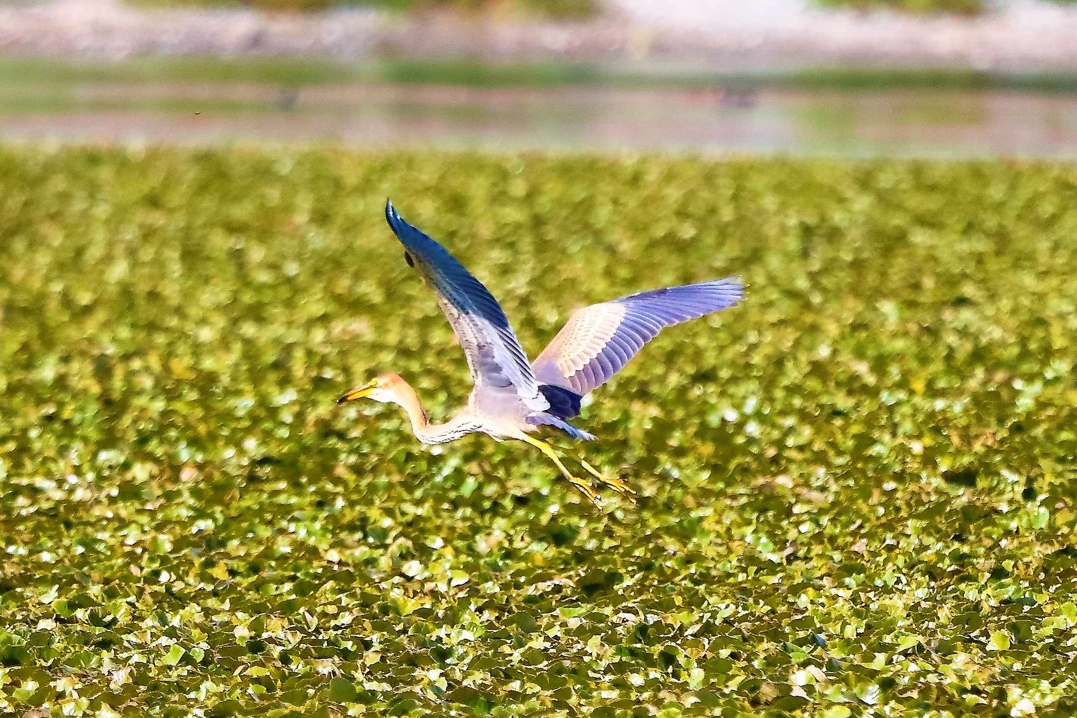 Airone rosso 27-08-2022