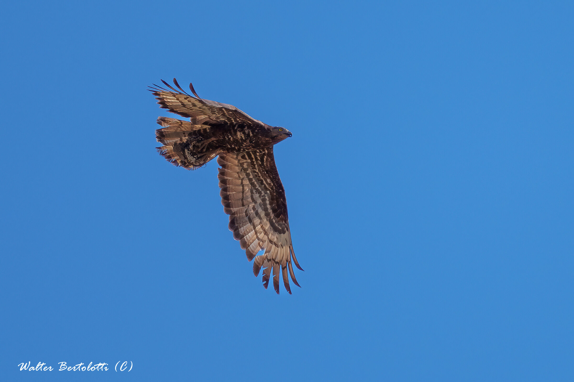 Honey buzzard in overflight