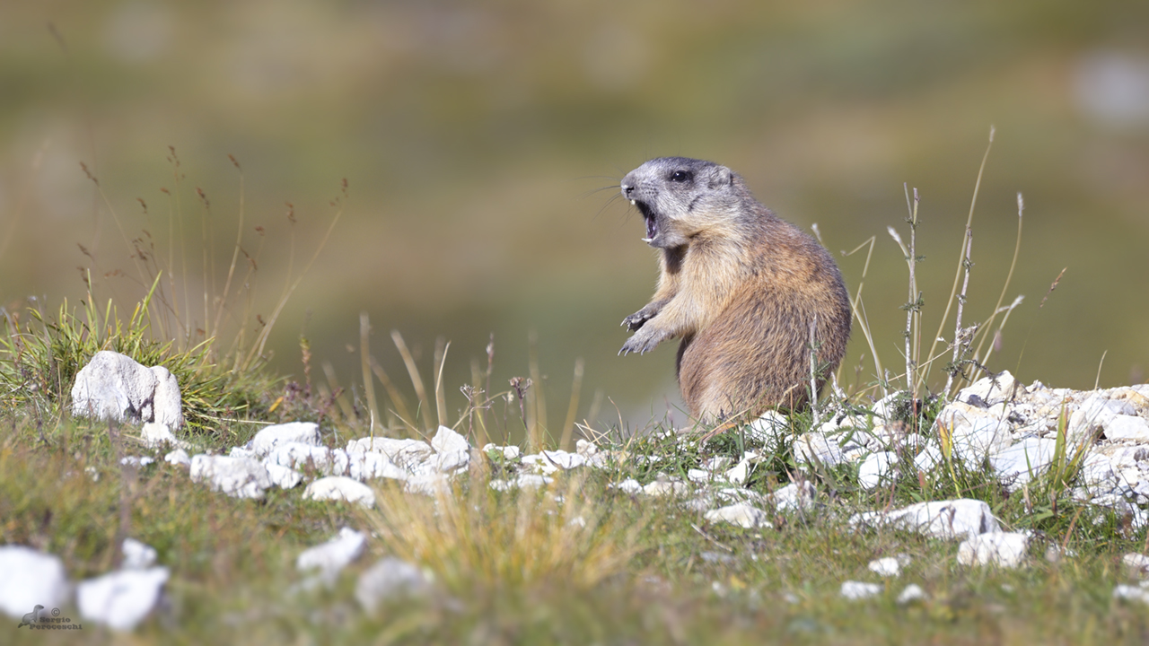 The roar of the marmot :-)