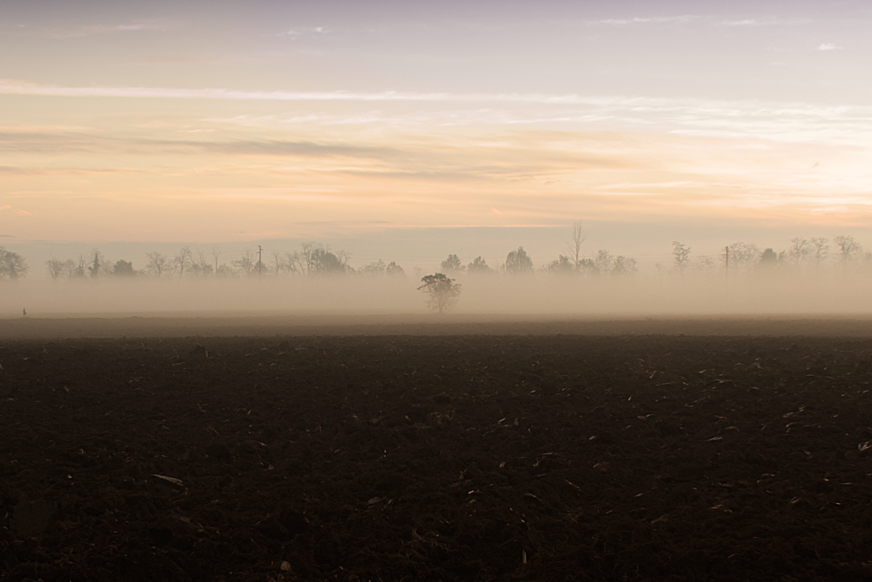Albero solitario - alba