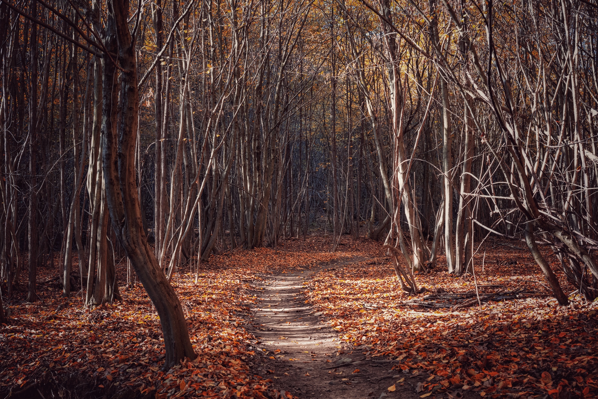Roe deer trail