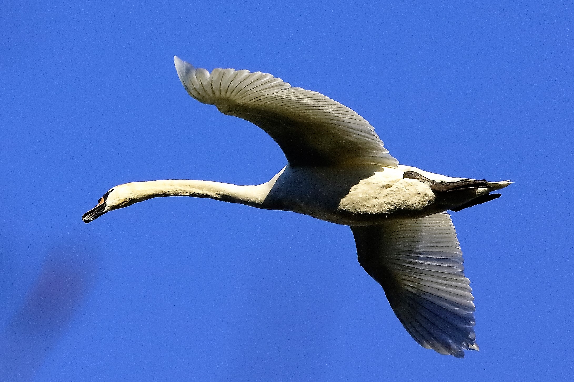 Cigno R 20 novembre 2022