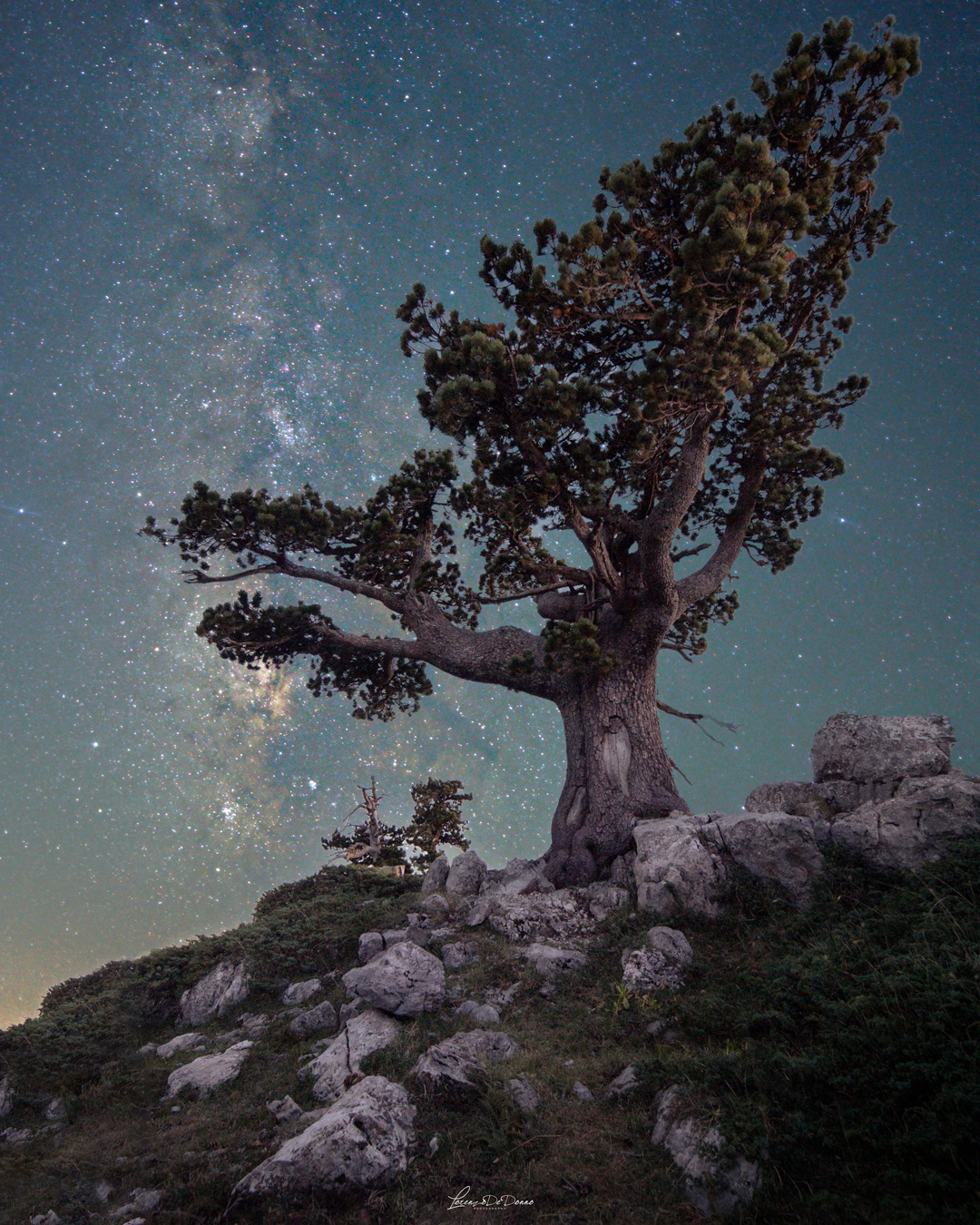 The majestic Pino Loriocato - Pollino