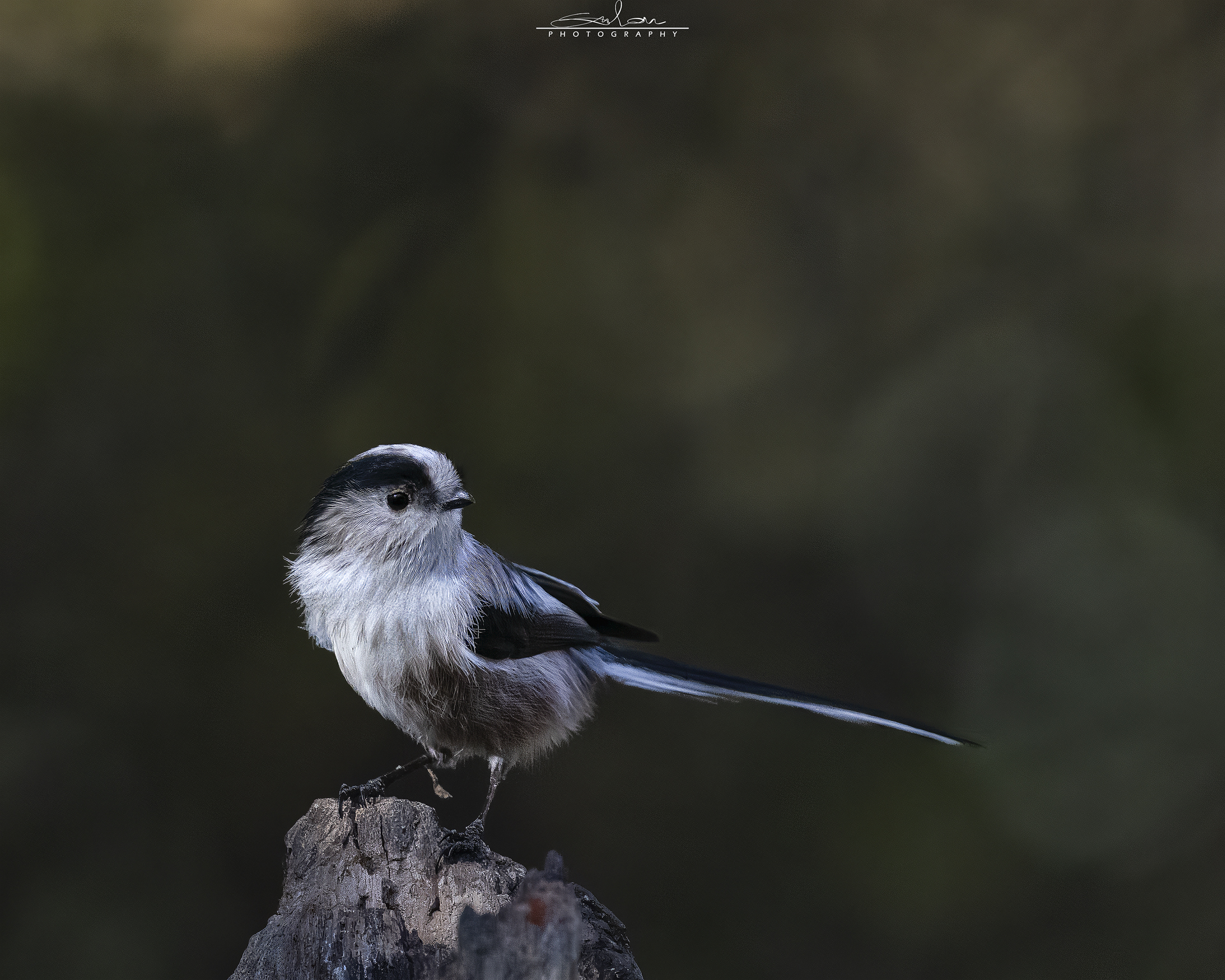 Long-tailed