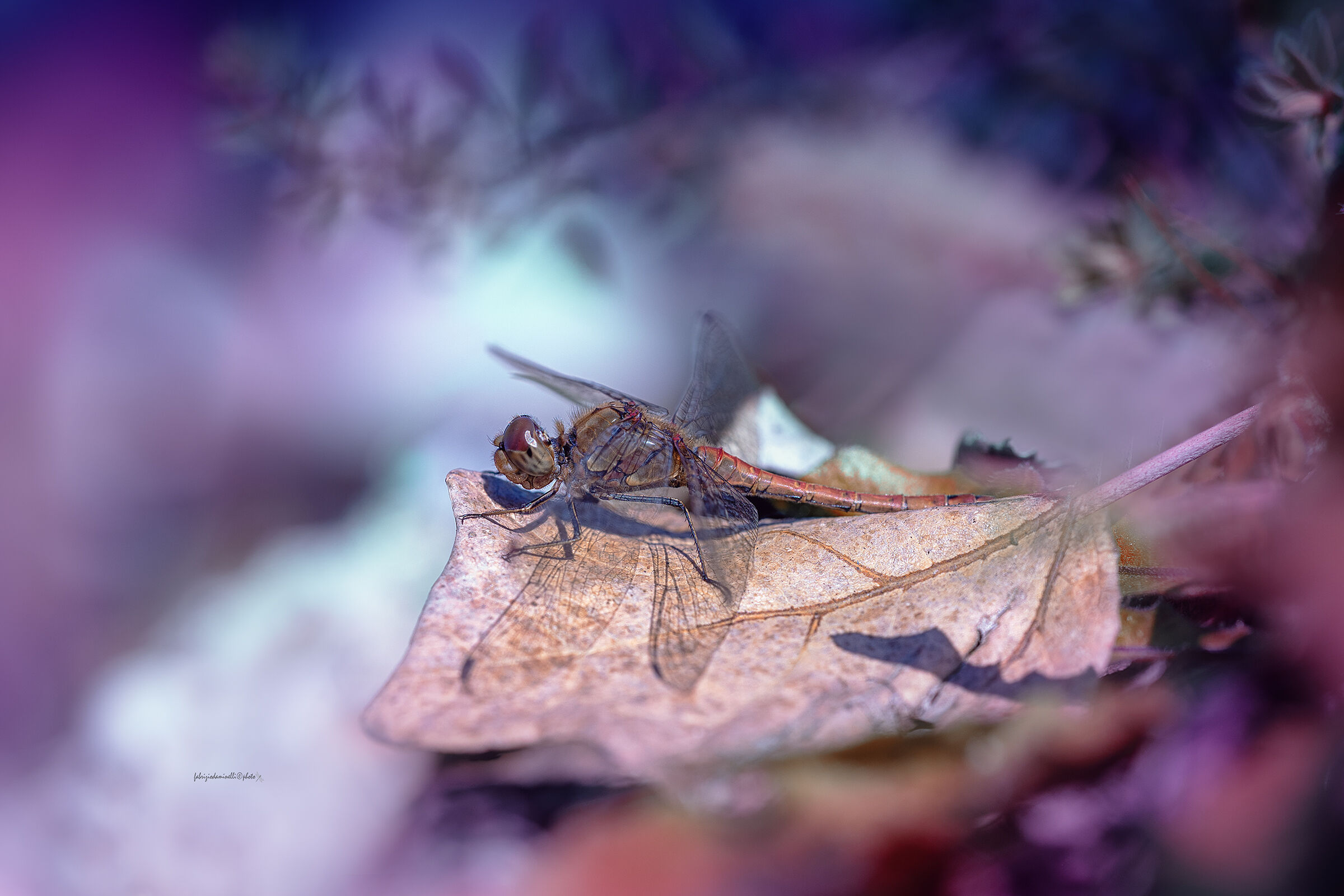 Sympetrum striolatum