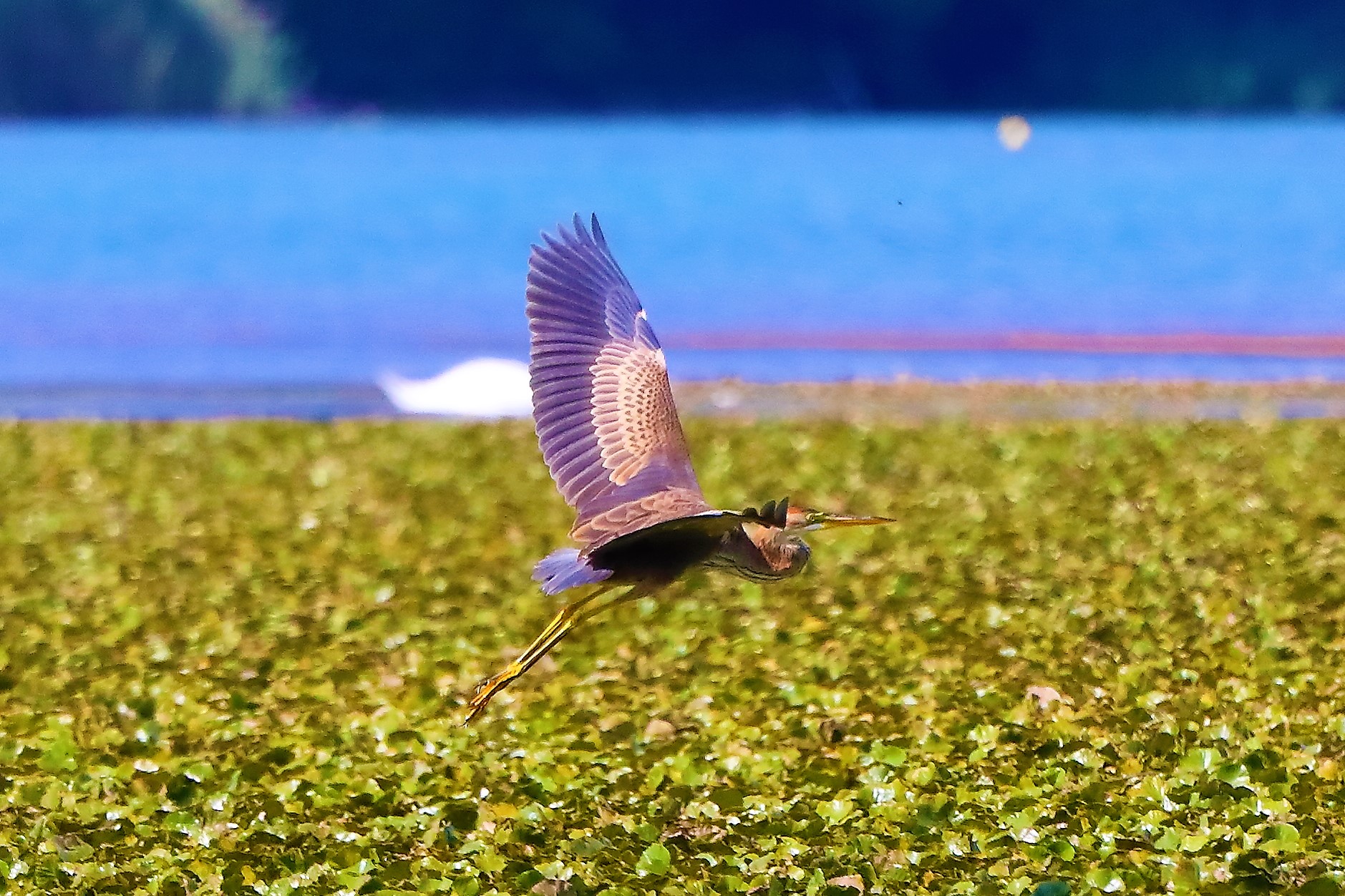 airone rosso 27-08-2022