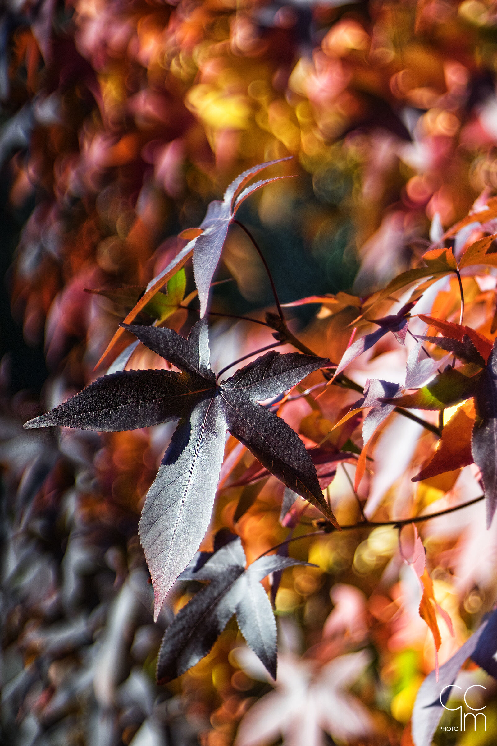 Autumn