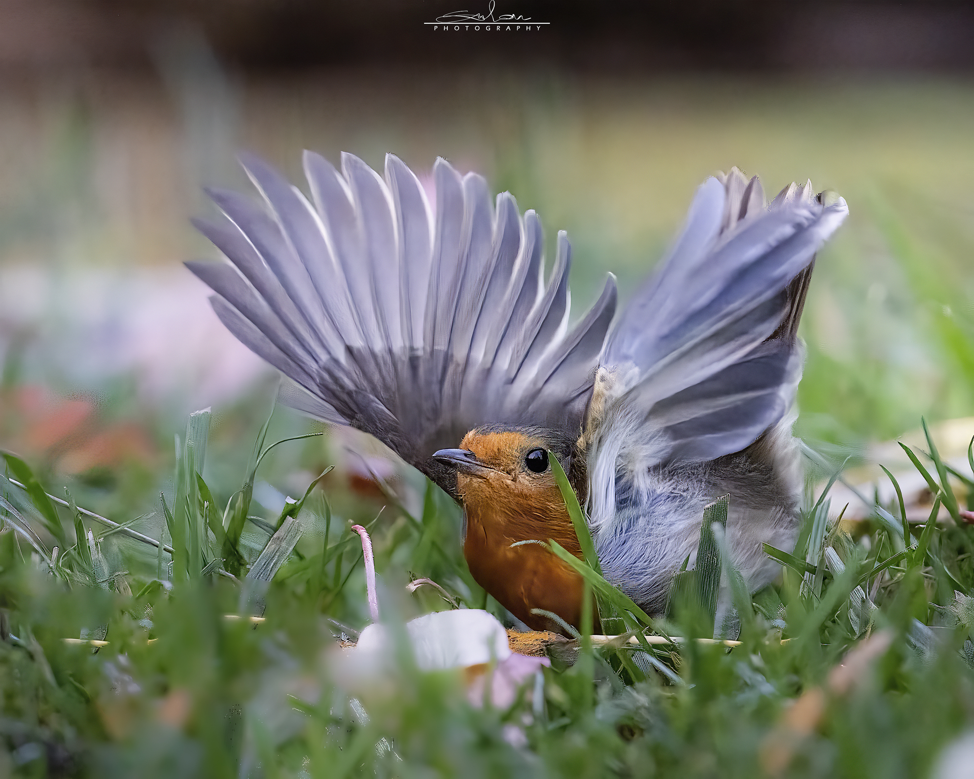 Robin