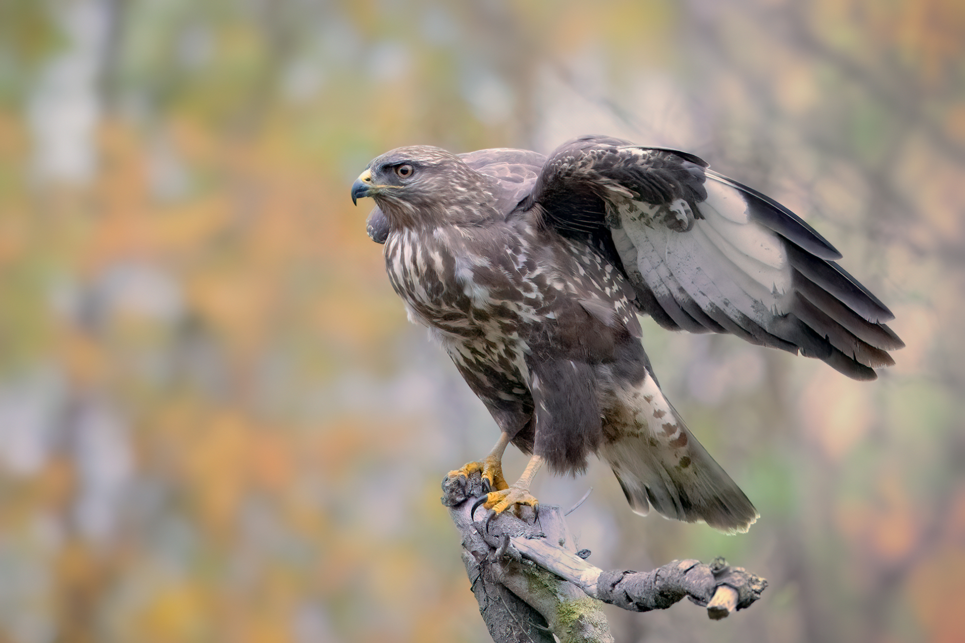 Poiana (Buteo buteo)